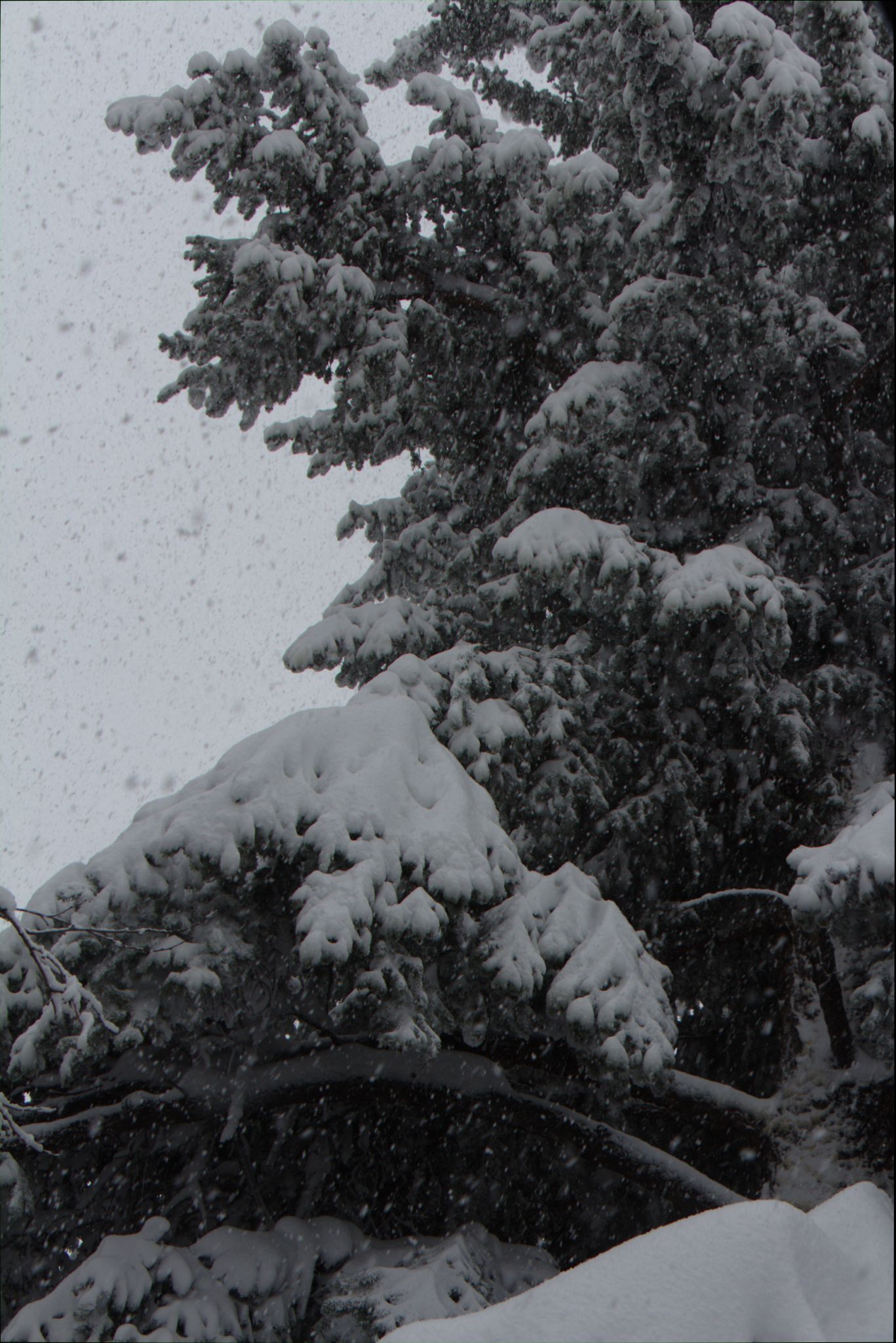 Springtime Blizzard in Denver