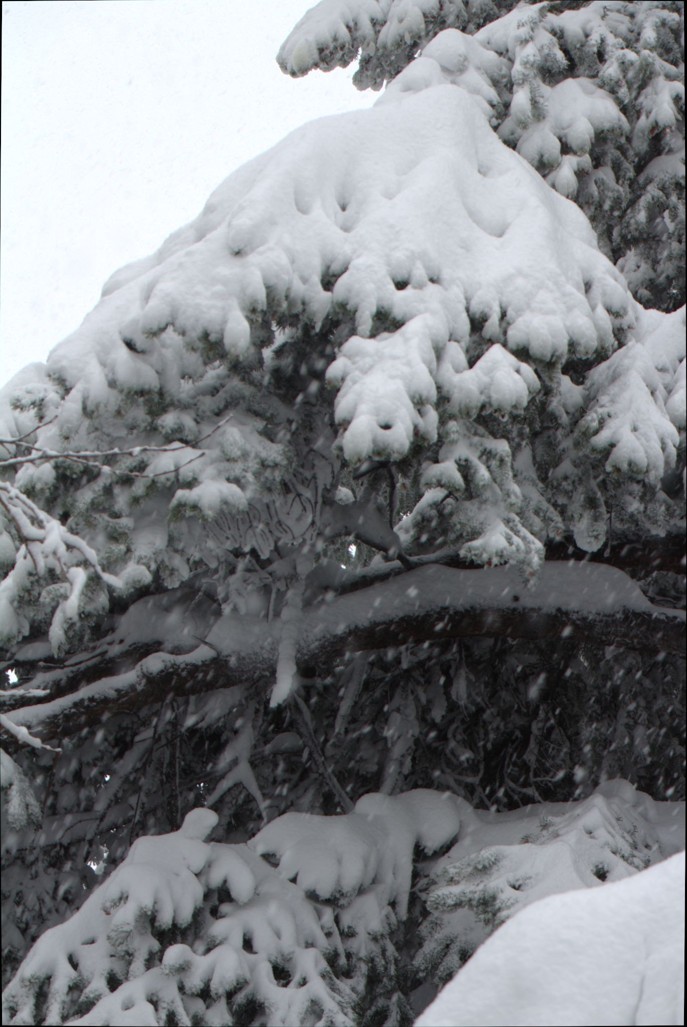 Springtime Blizzard in Denver