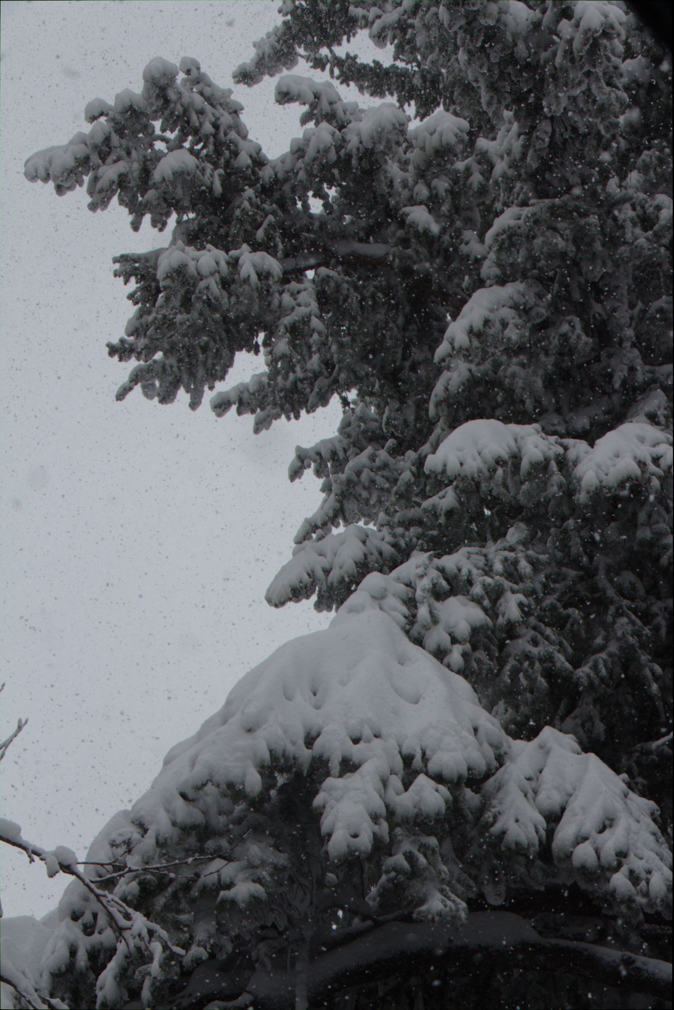 Springtime Blizzard in Denver