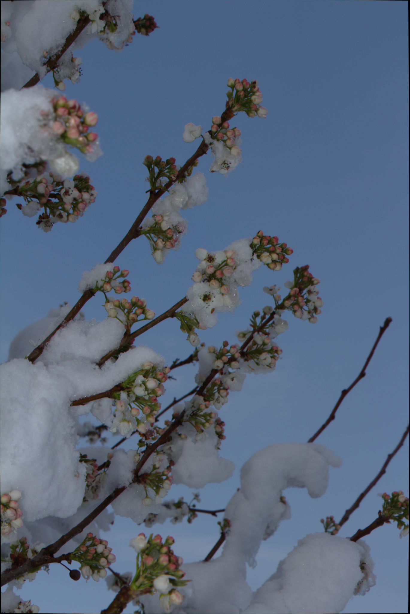 Springtime Blizzard in Denver