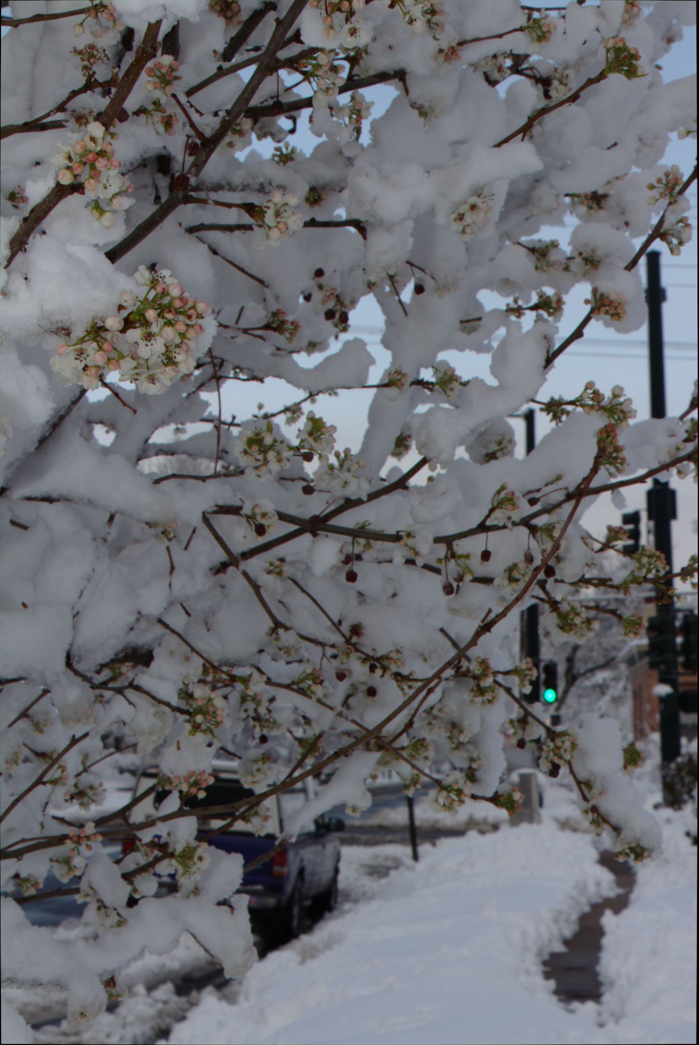 Springtime Blizzard in Denver