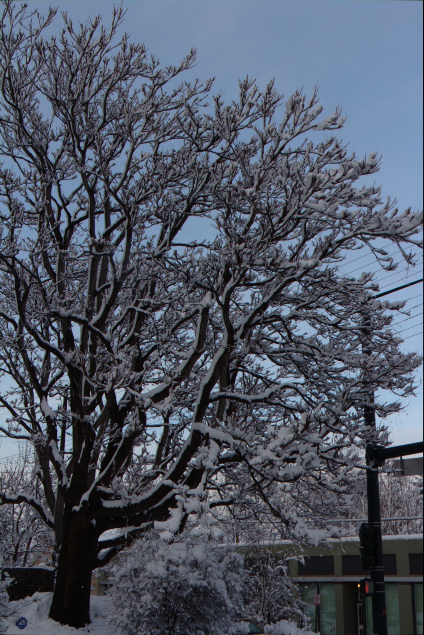 Springtime Blizzard in Denver