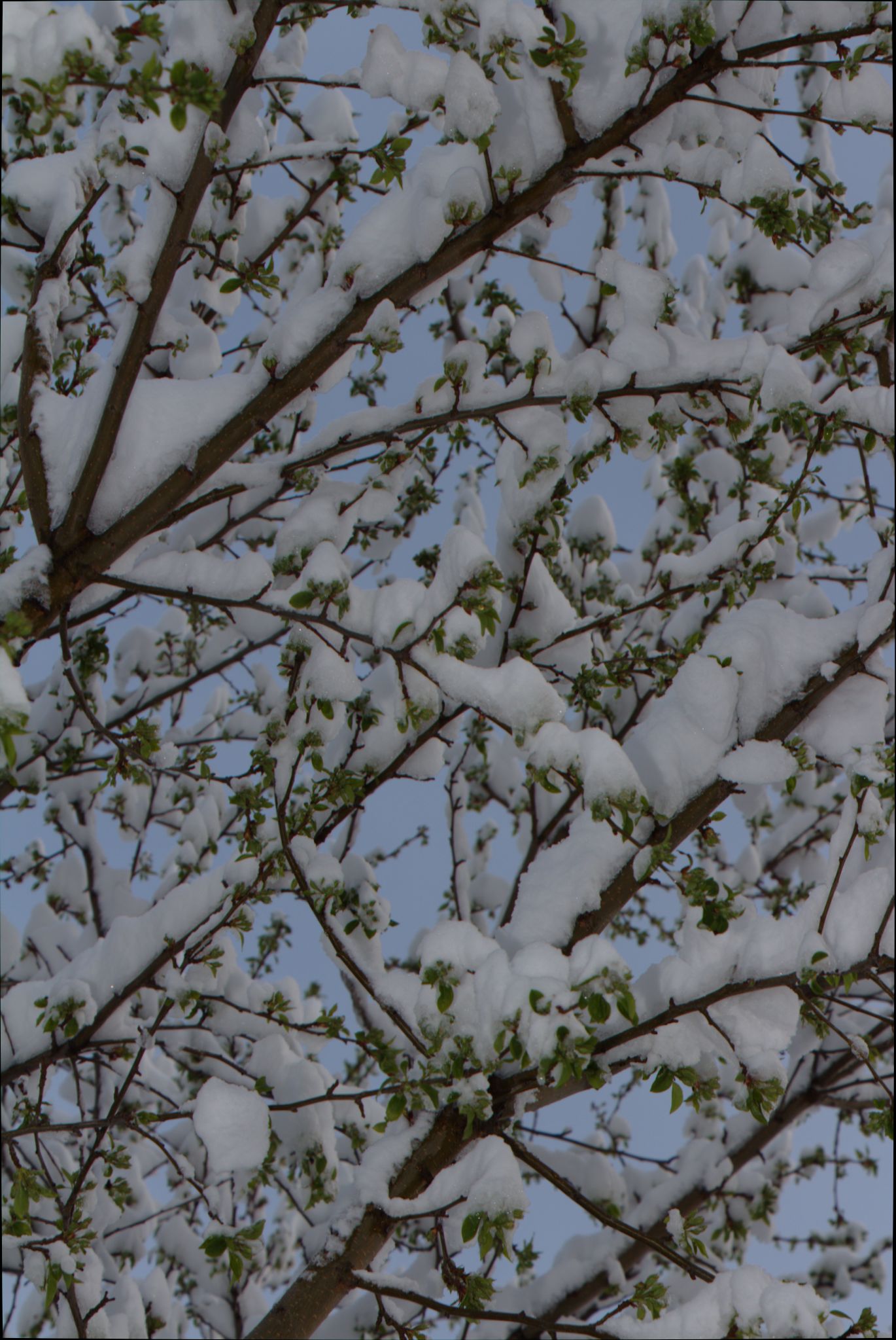 Springtime Blizzard in Denver
