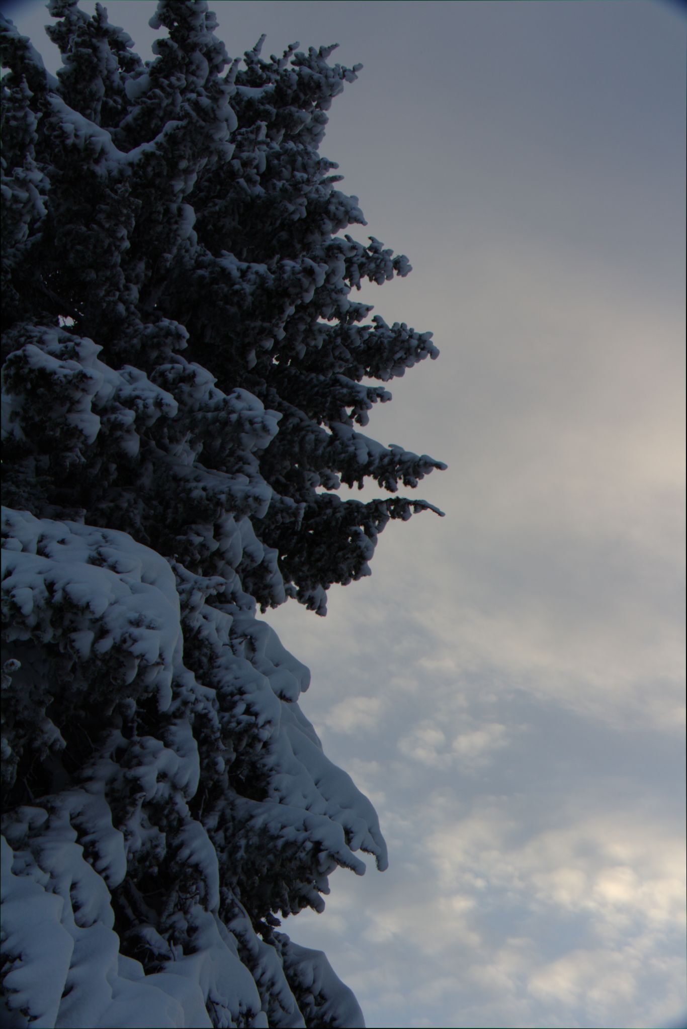 Springtime Blizzard in Denver