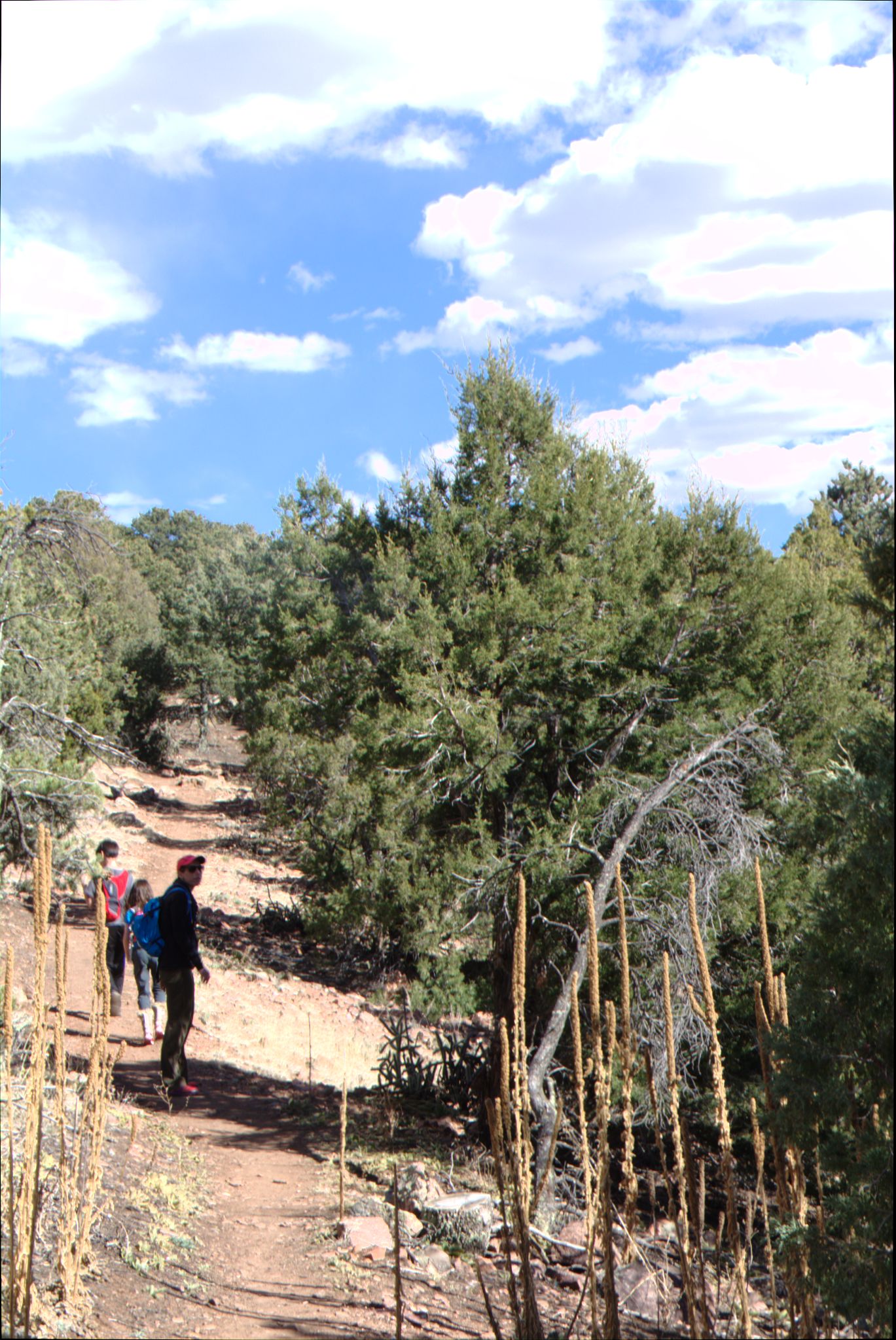 Royal Gorge Bridge / Skyline Drive