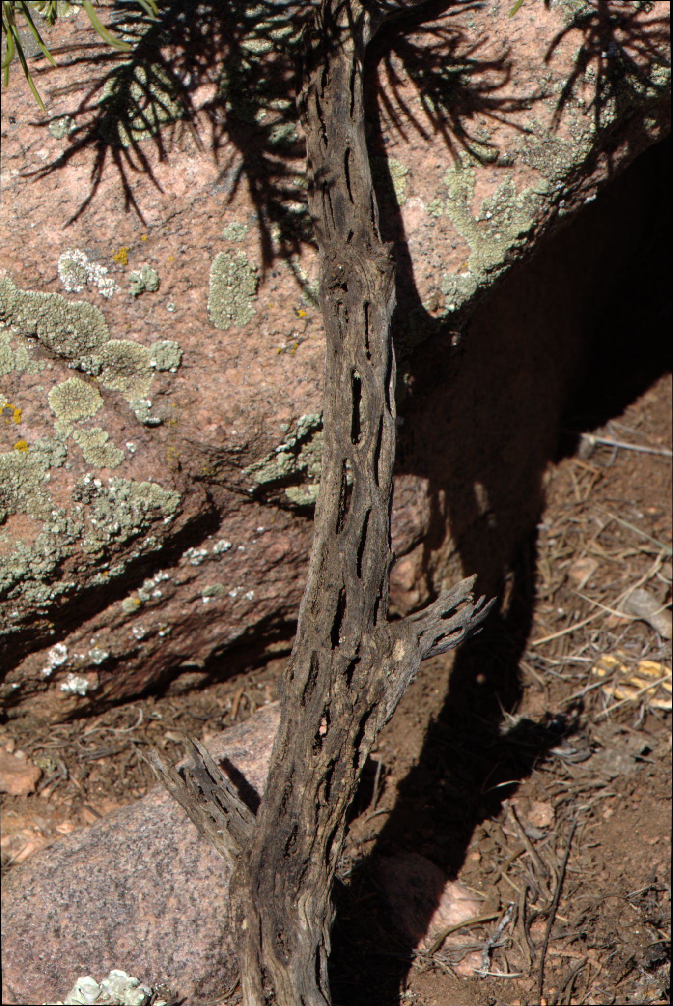 Royal Gorge Bridge / Skyline Drive