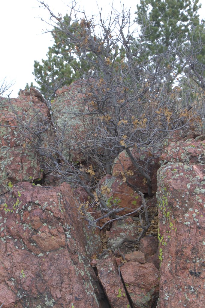 Royal Gorge Bridge / Skyline Drive