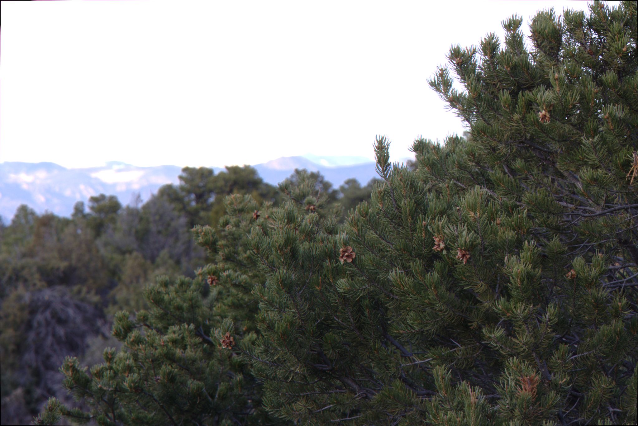 Royal Gorge Bridge / Skyline Drive