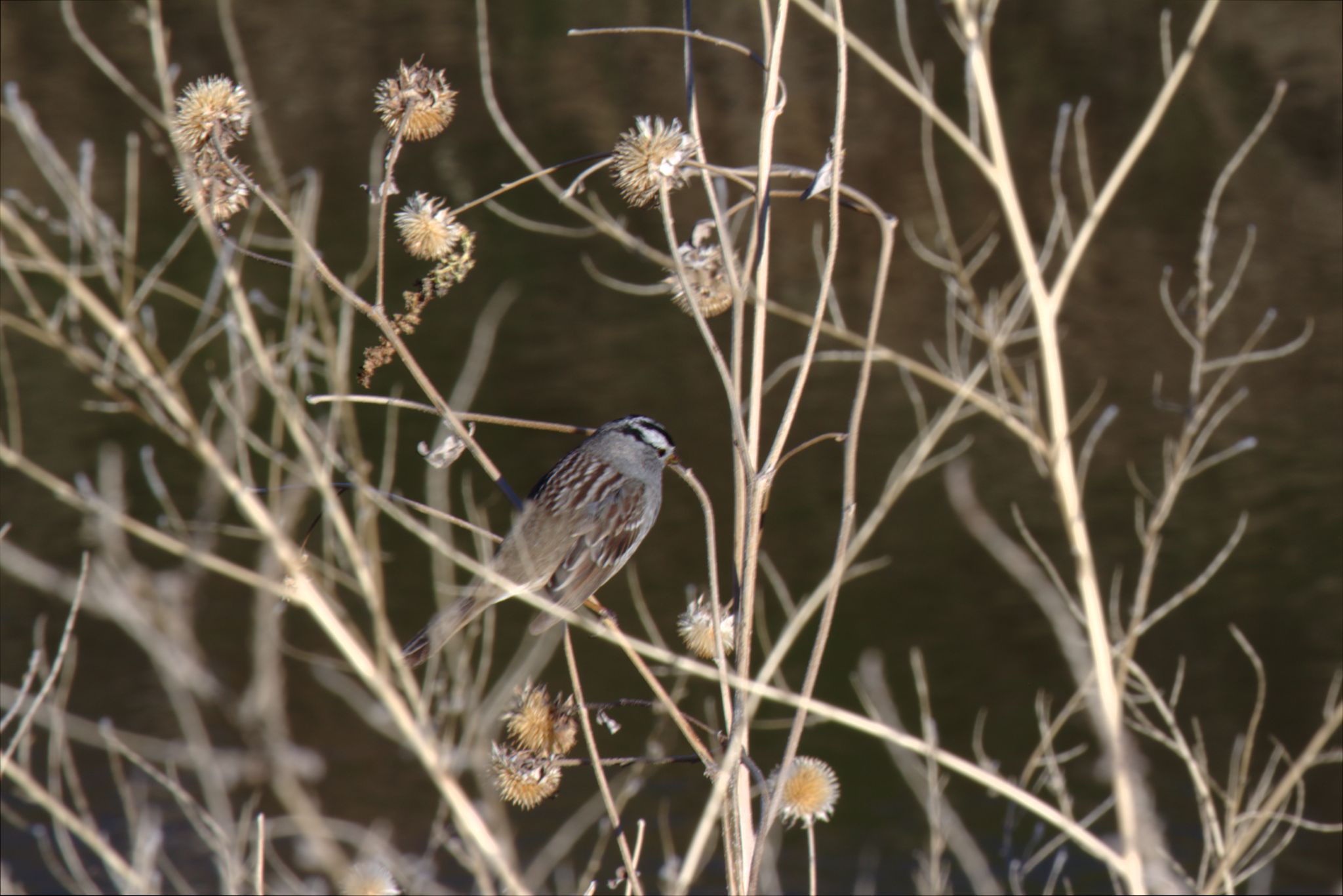 Spring Visit to Barr Lake Nature Center