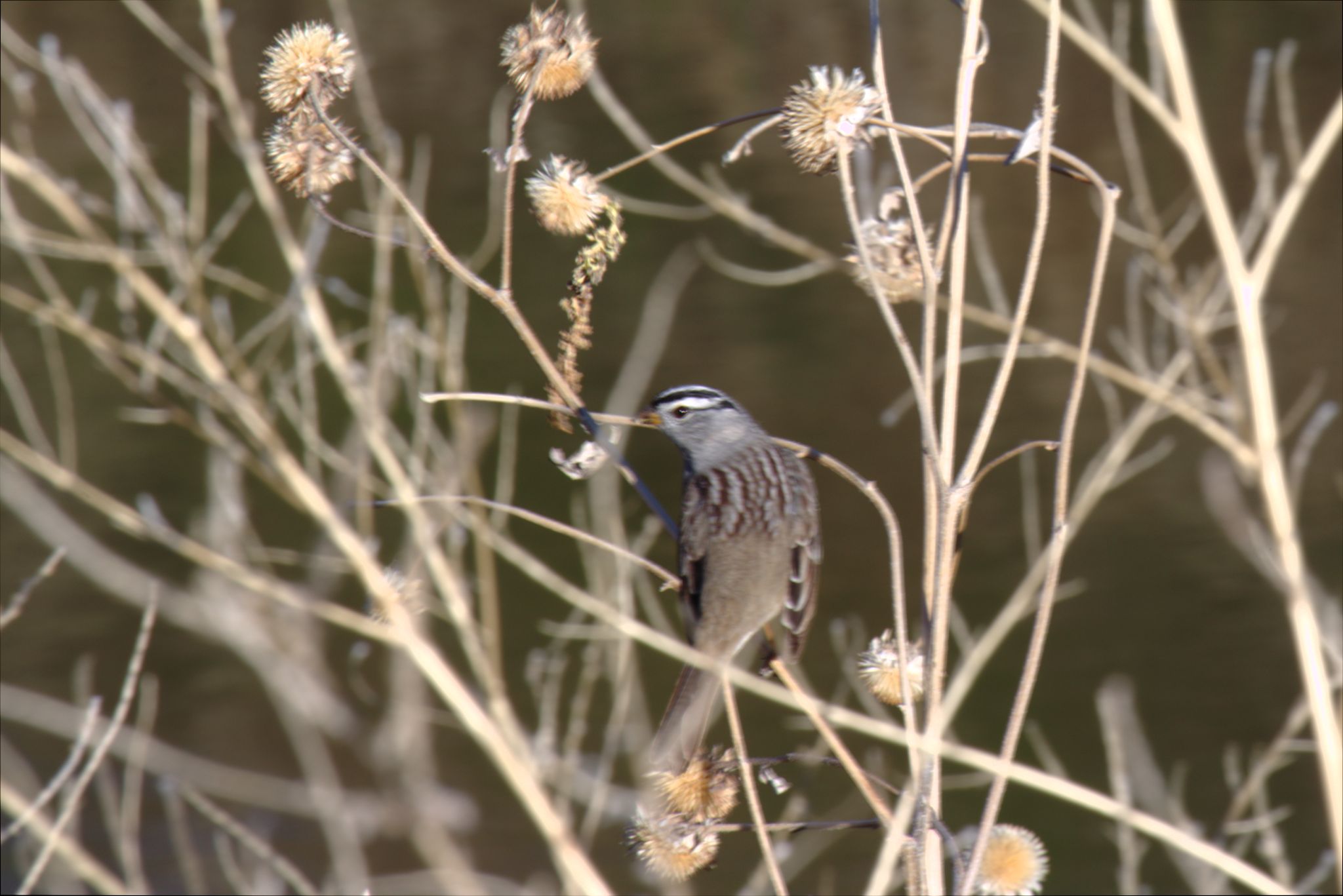 Spring Visit to Barr Lake Nature Center