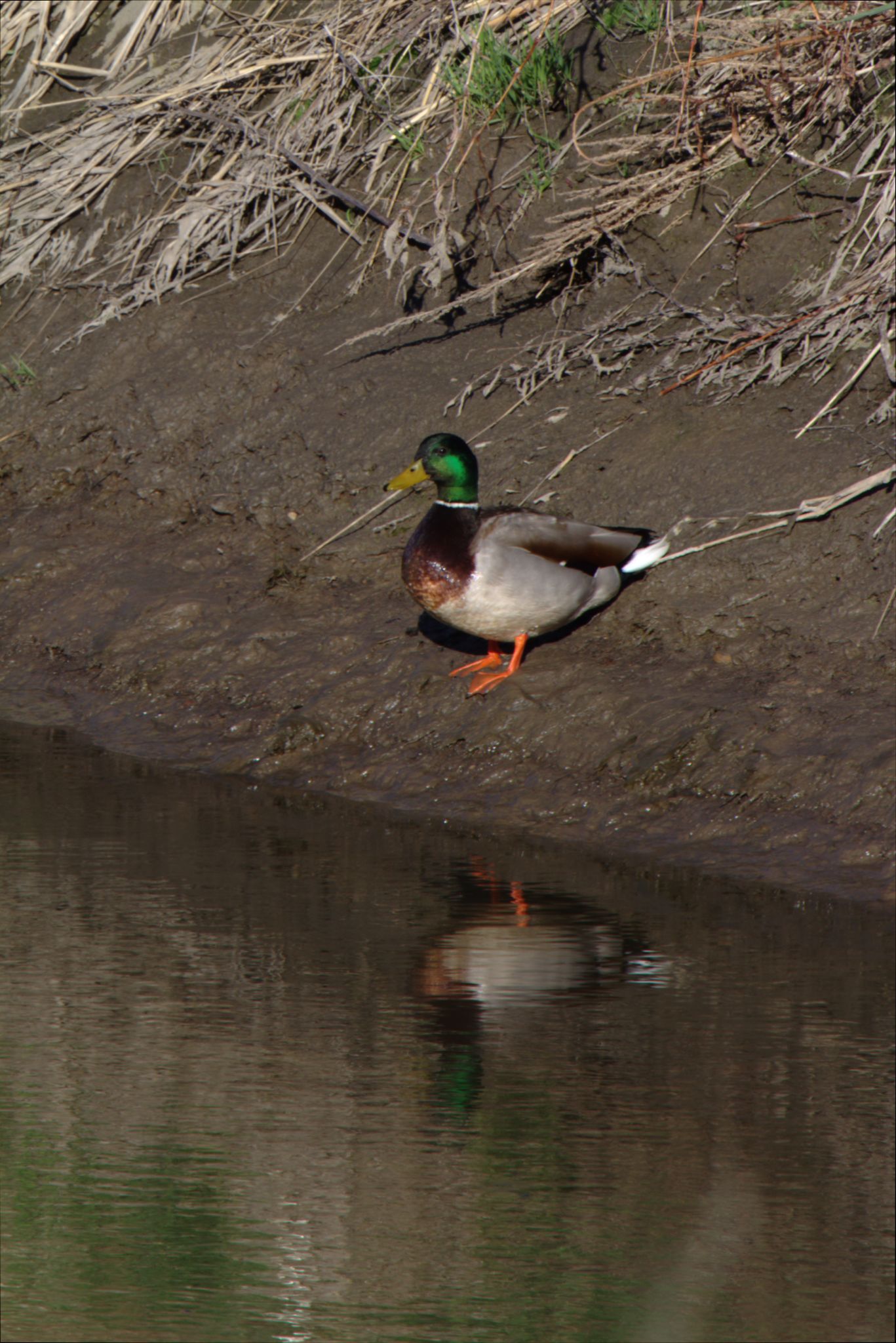 Spring Visit to Barr Lake Nature Center