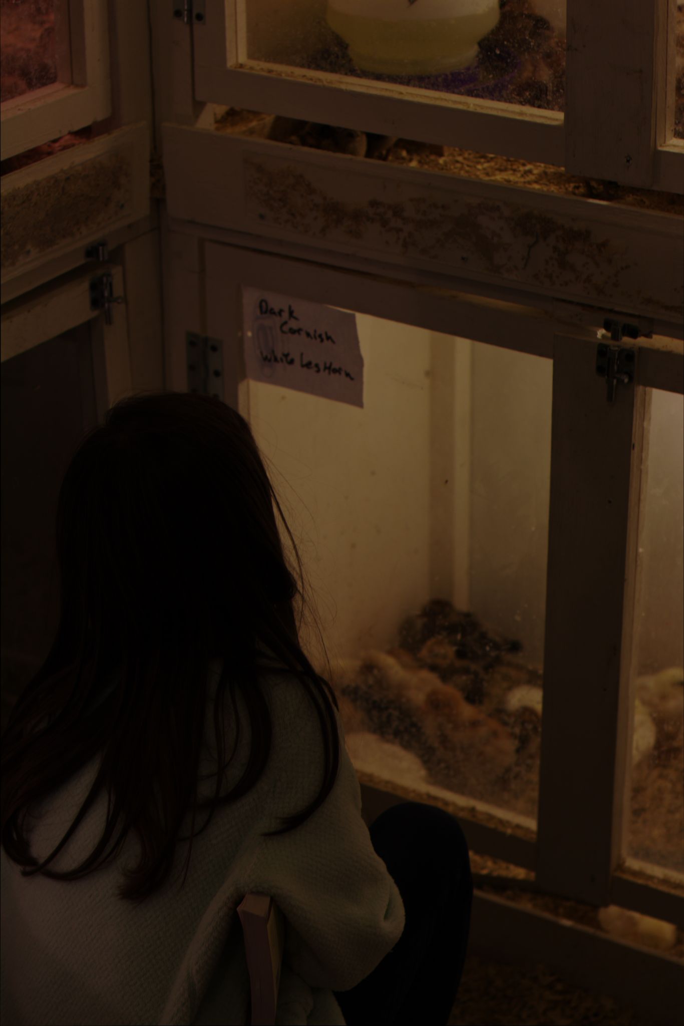 Yes, Chickens.