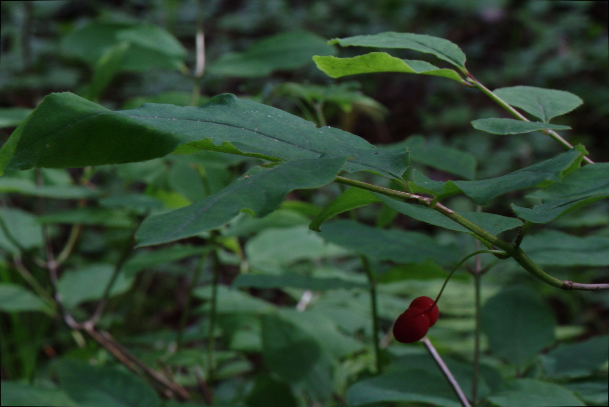 Epic Trip 2016 (Nicolet National Forest)