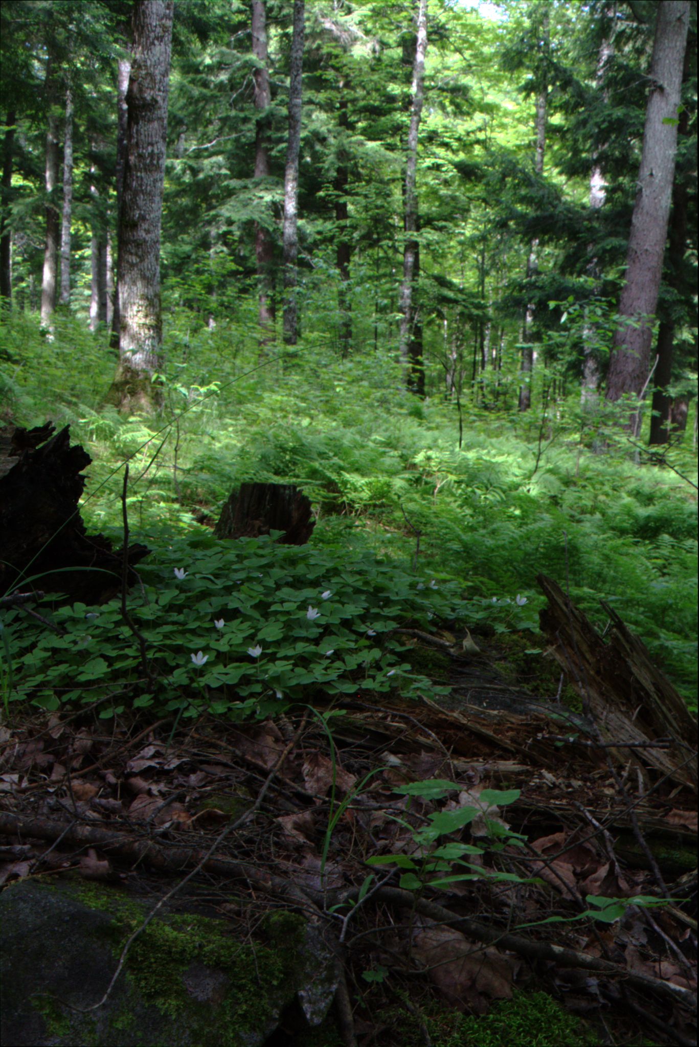 Epic Trip 2016 (Nicolet National Forest)
