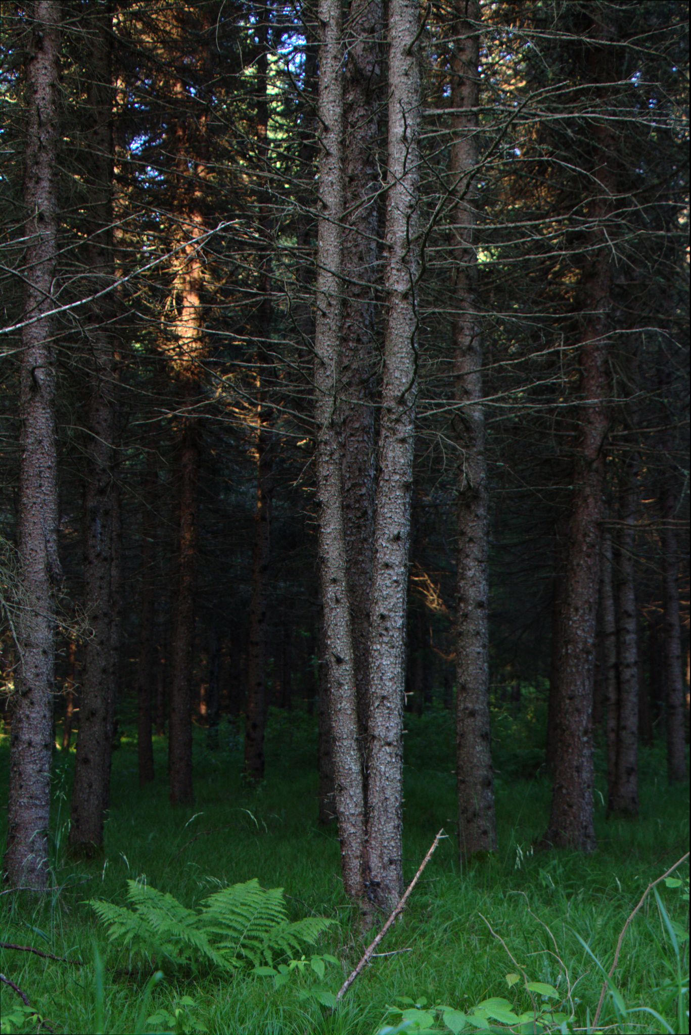 Epic Trip 2016 (Nicolet National Forest)