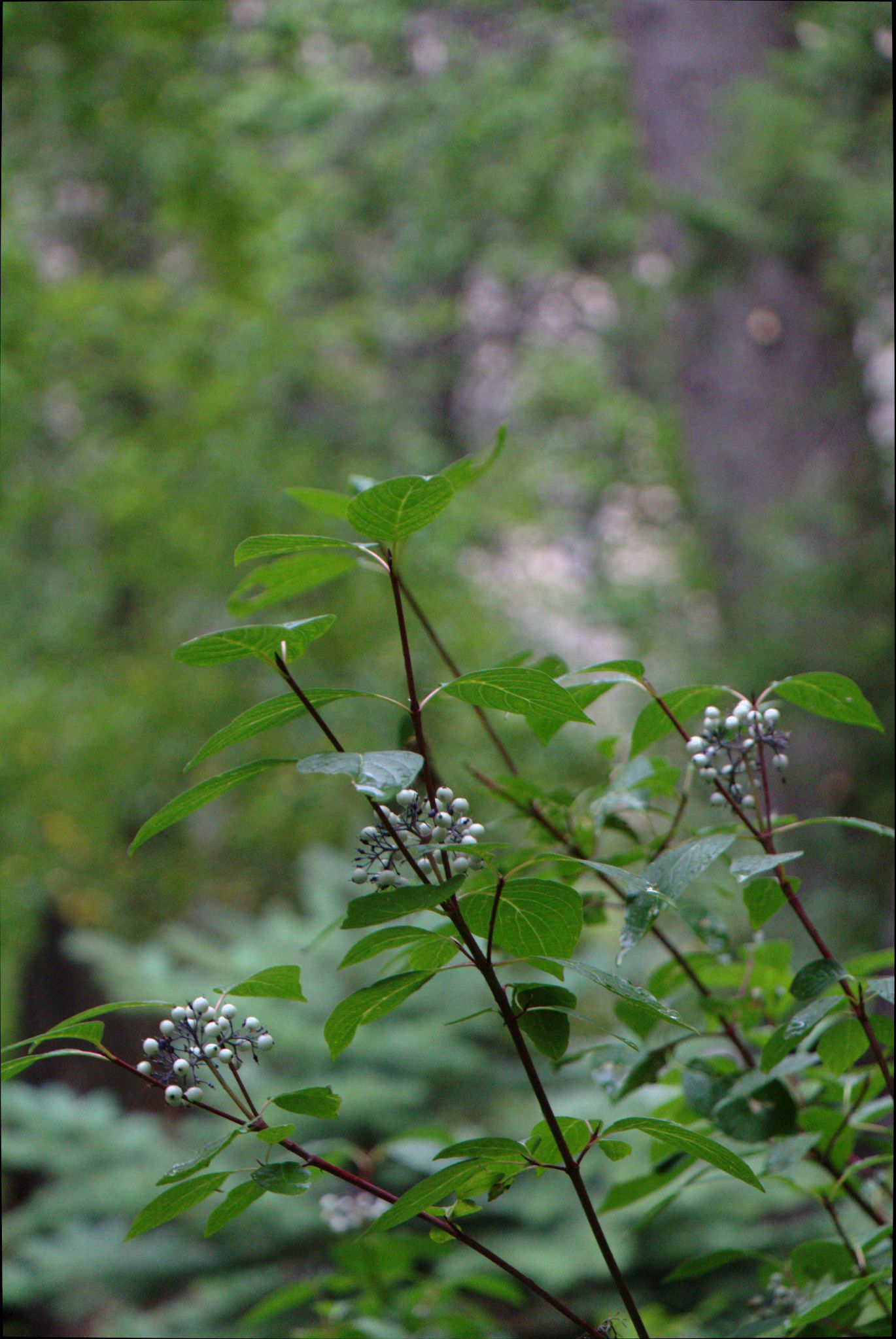 Hanging Lake Trail