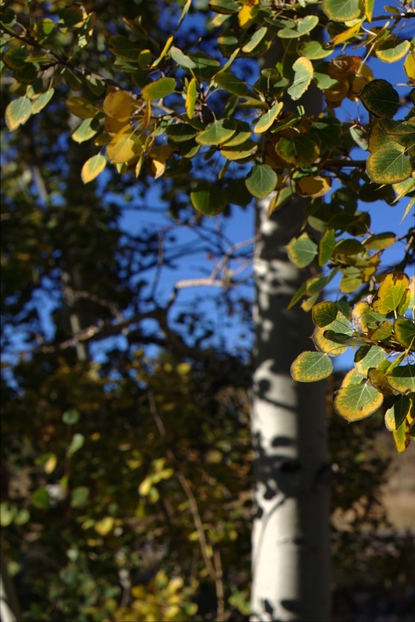 Fall Colors on the Peak-to-Peak