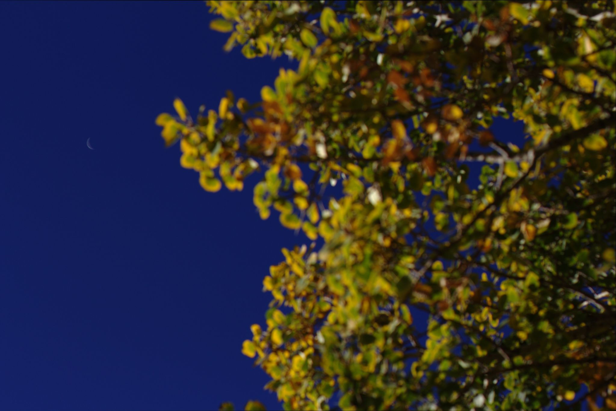 Fall Colors on the Peak-to-Peak