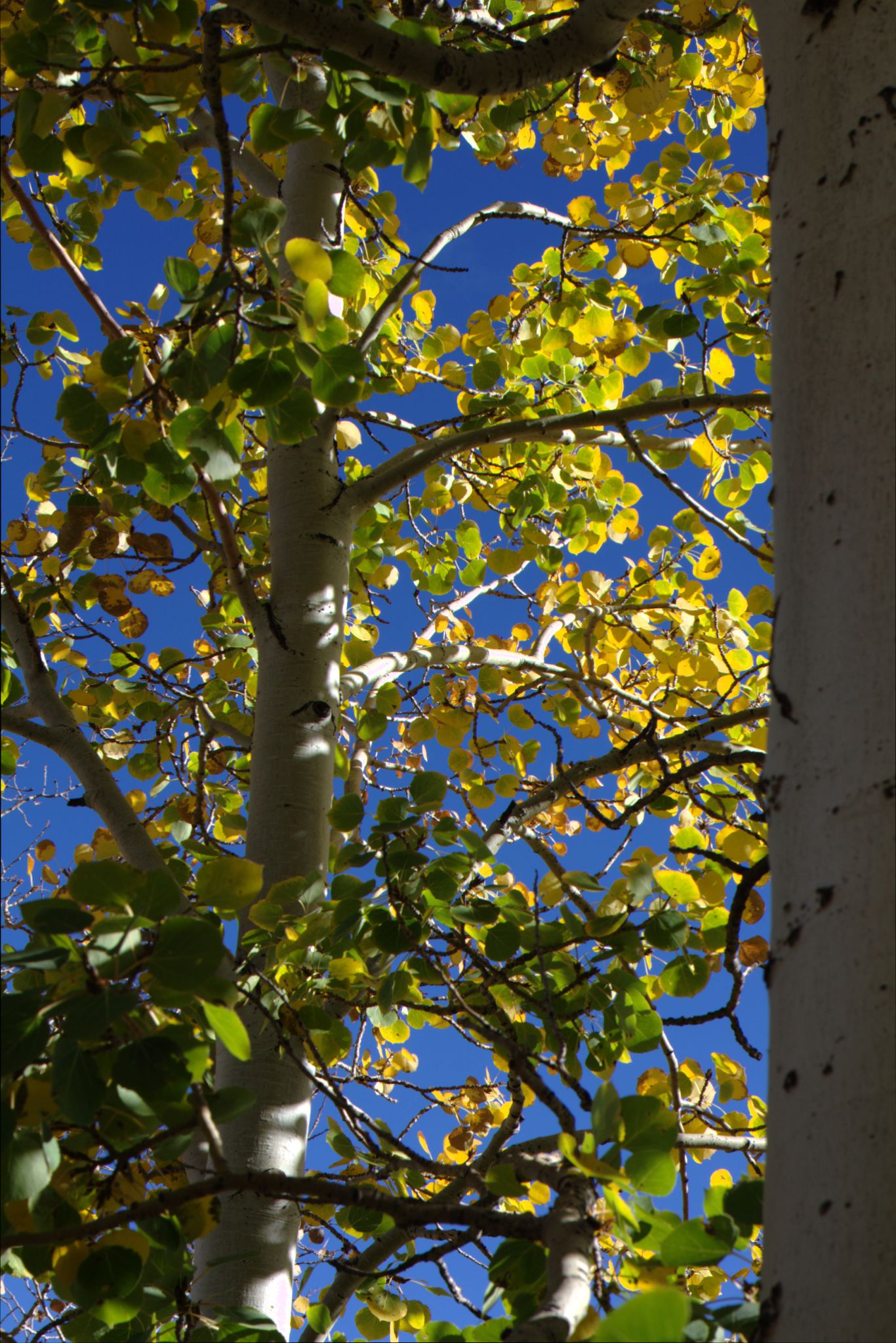 Fall Colors on the Peak-to-Peak