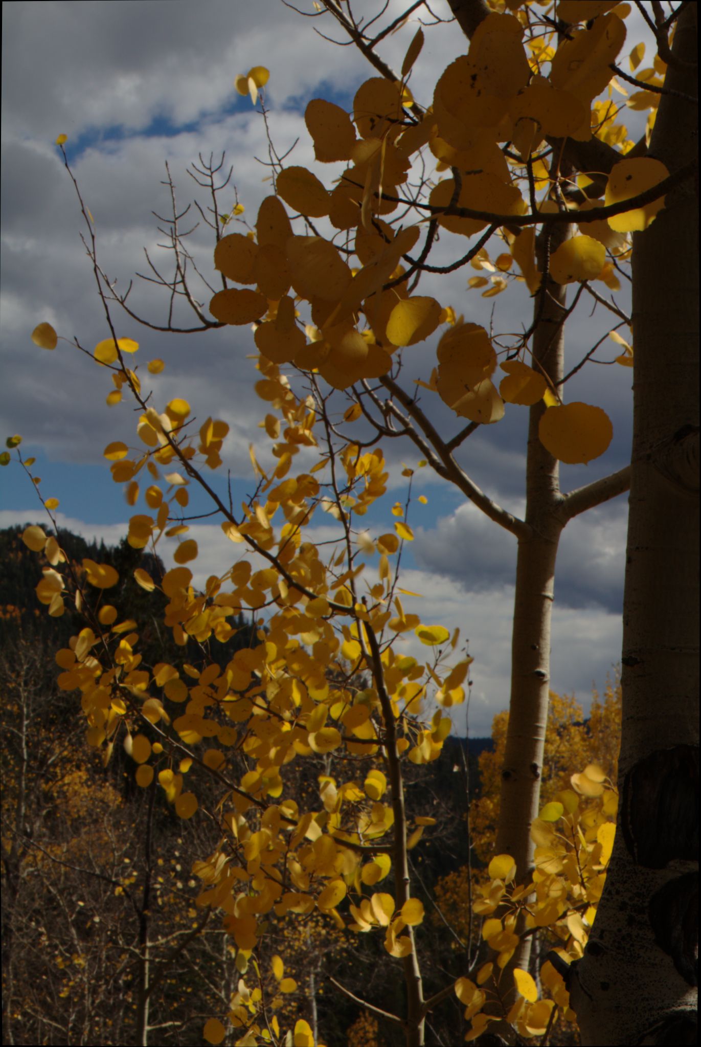 Fall Colors at Golden Gate Canyon State Park