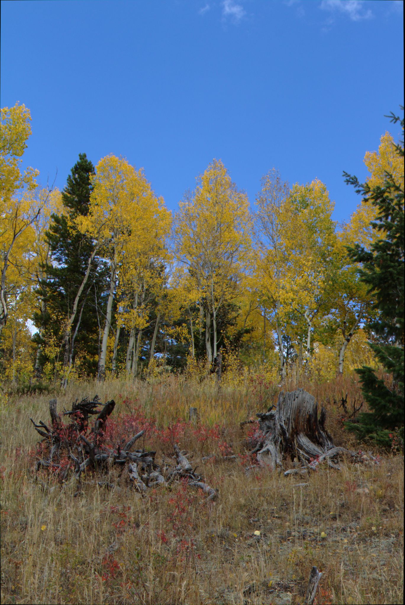 Fall Colors at Golden Gate Canyon State Park
