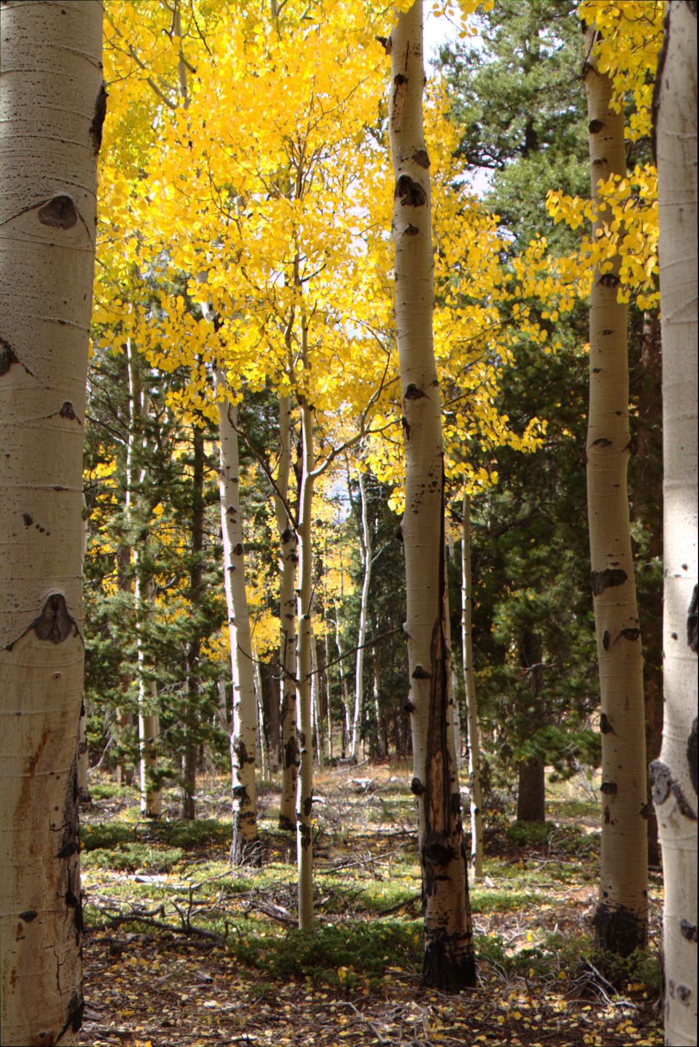 Fall Colors at Golden Gate Canyon State Park