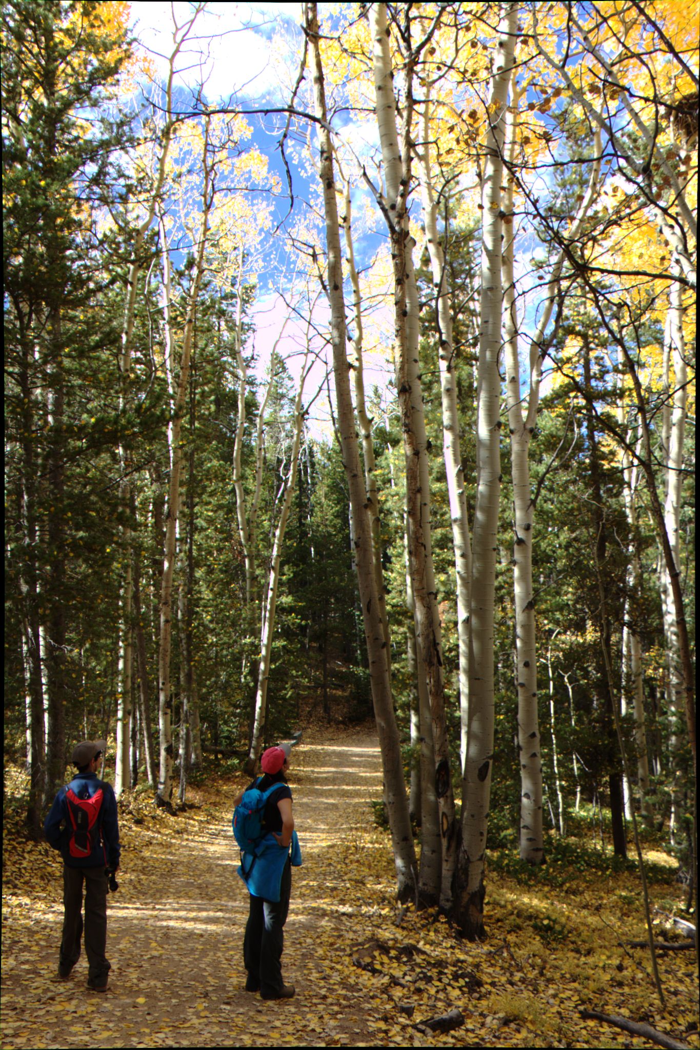 Fall Colors at Golden Gate Canyon State Park