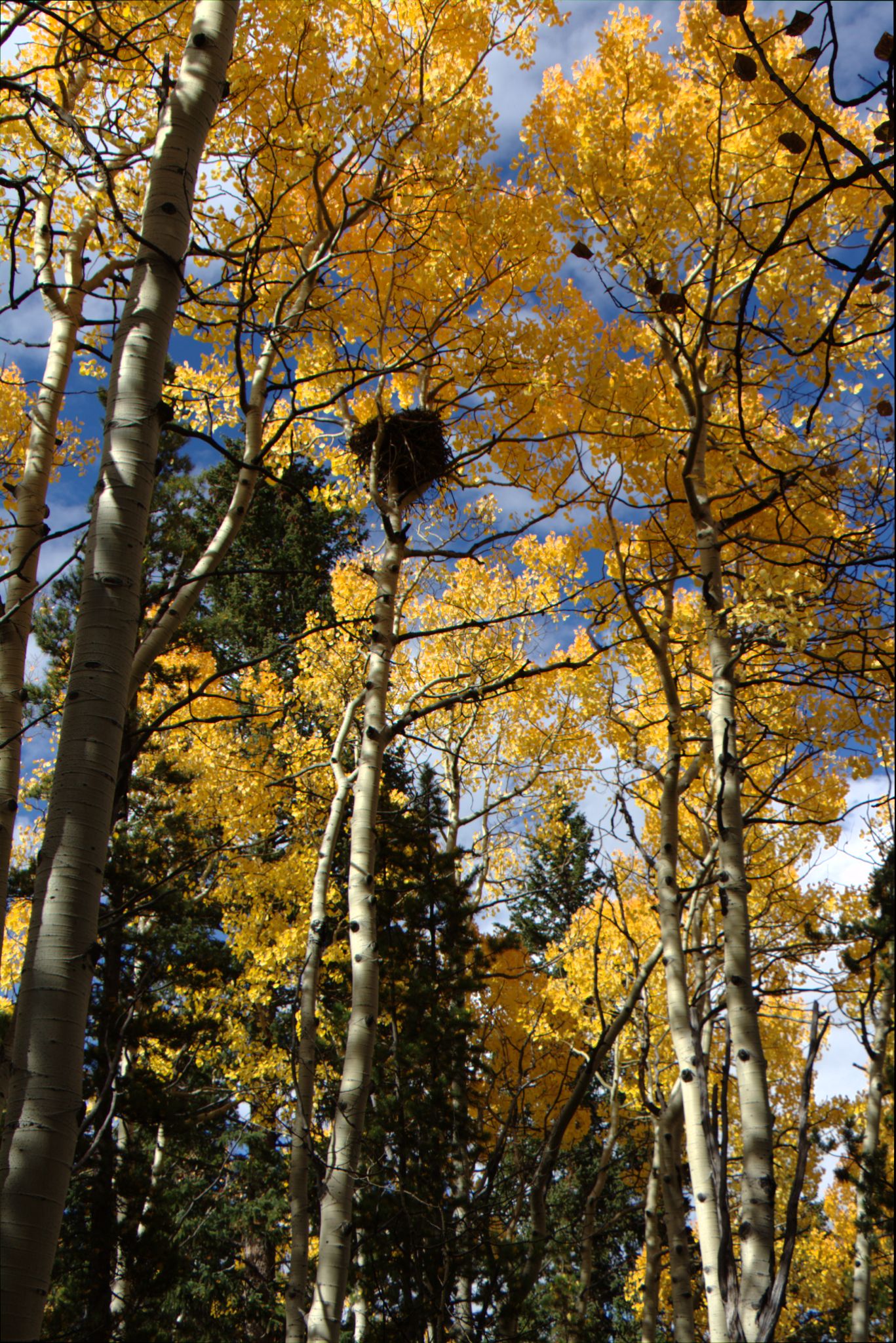 Fall Colors at Golden Gate Canyon State Park