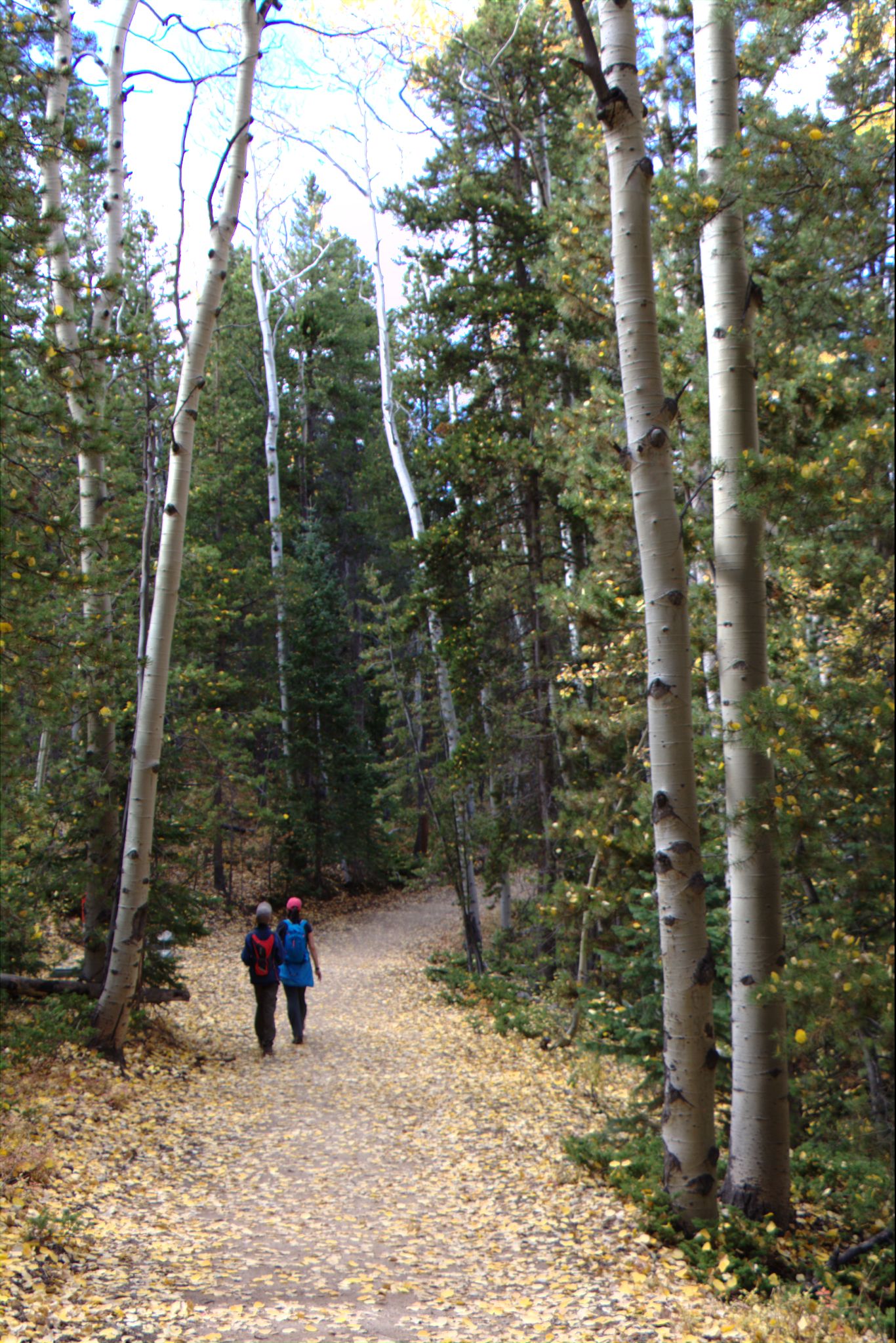 Fall Colors at Golden Gate Canyon State Park