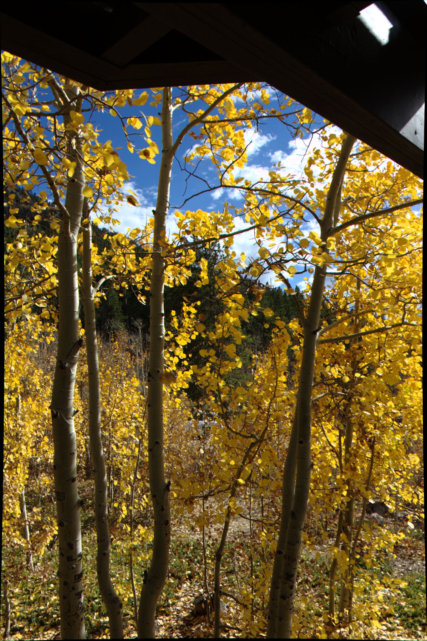 Fall Colors at Golden Gate Canyon State Park