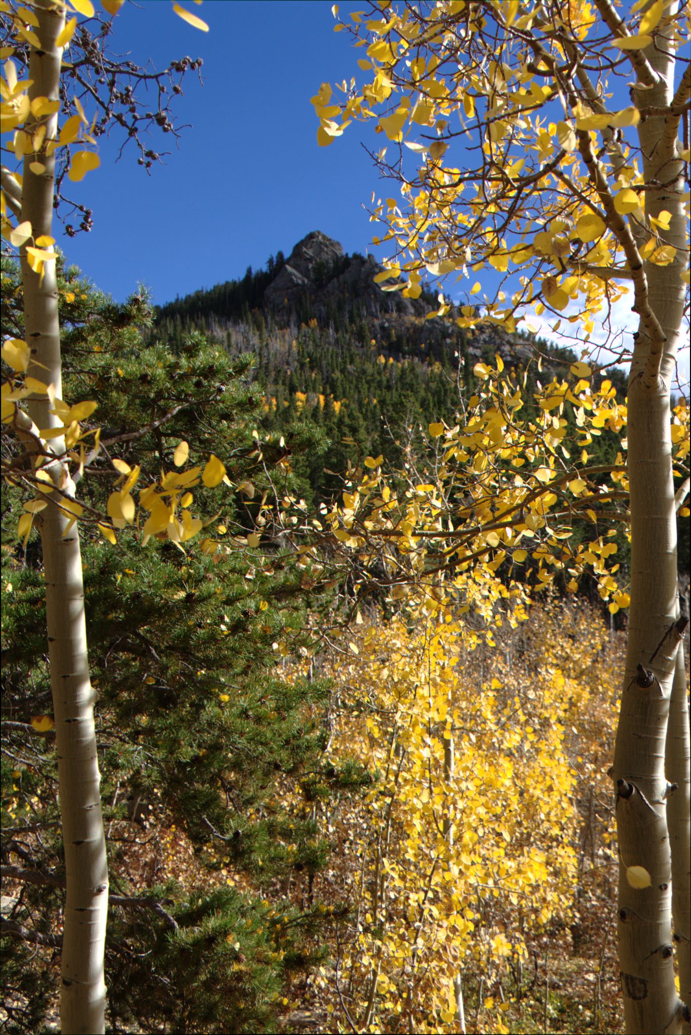 Fall Colors at Golden Gate Canyon State Park