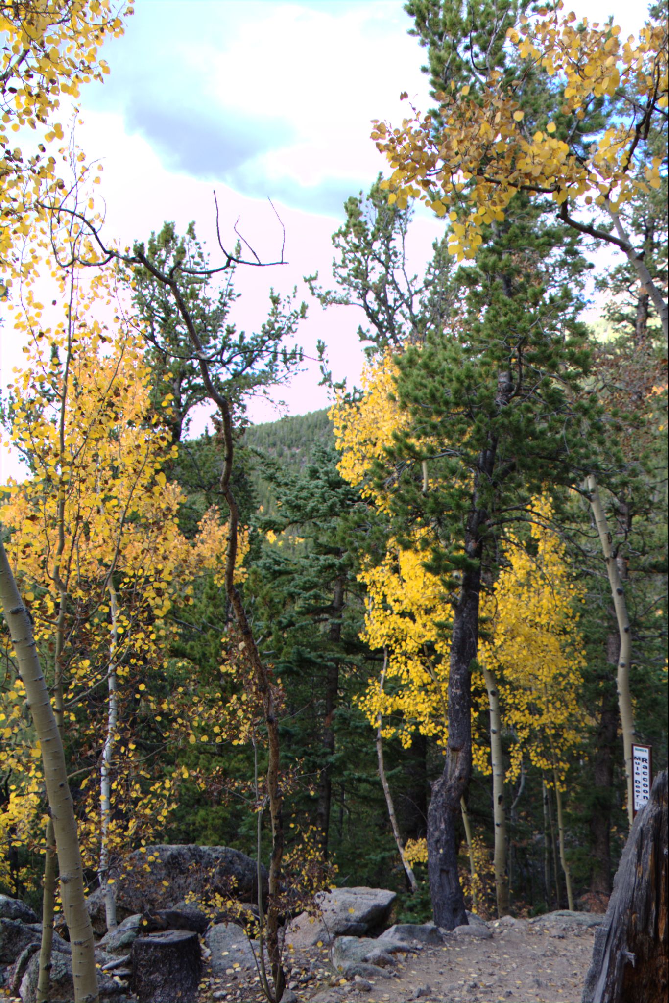 Fall Colors at Golden Gate Canyon State Park