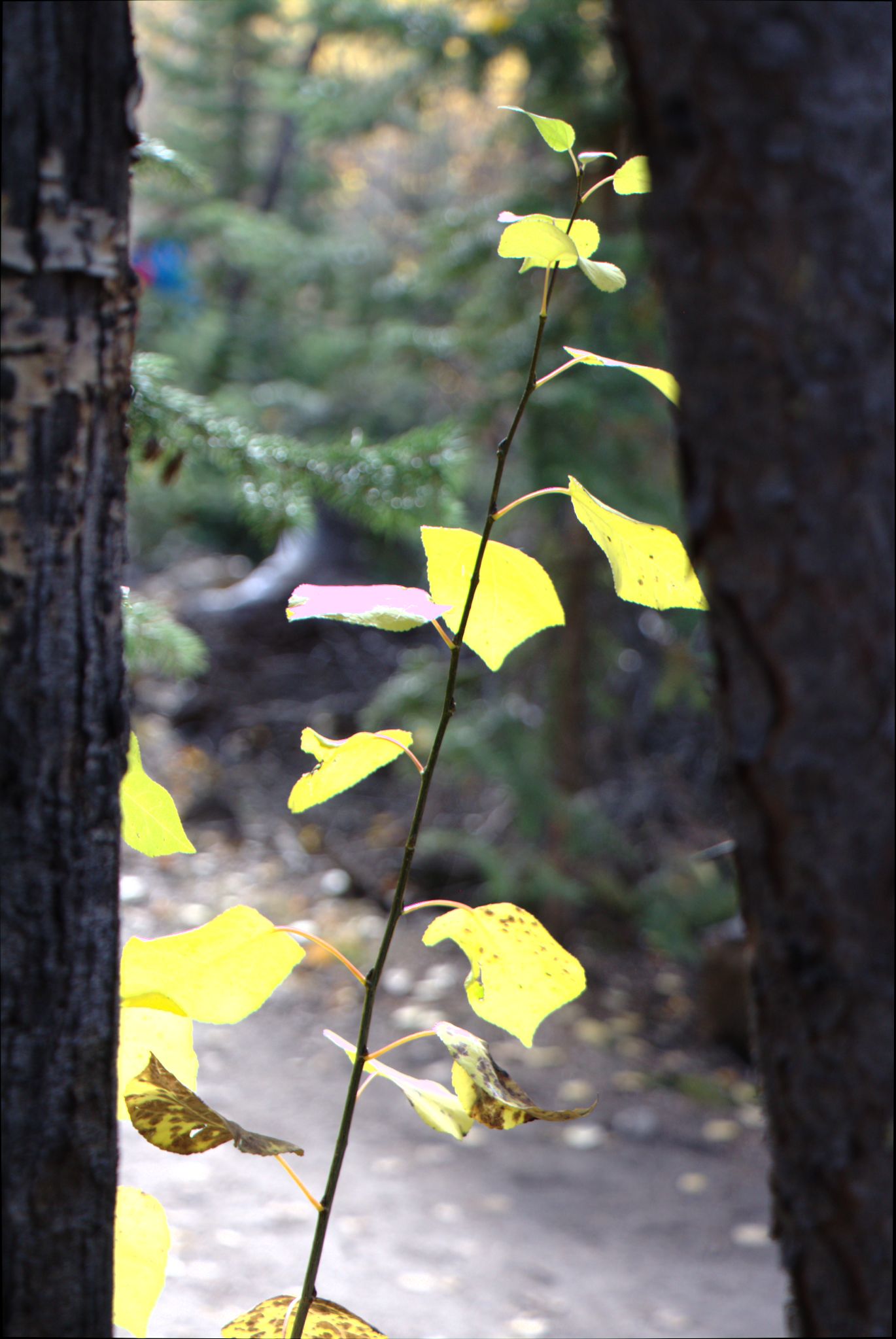 Fall Colors at Golden Gate Canyon State Park