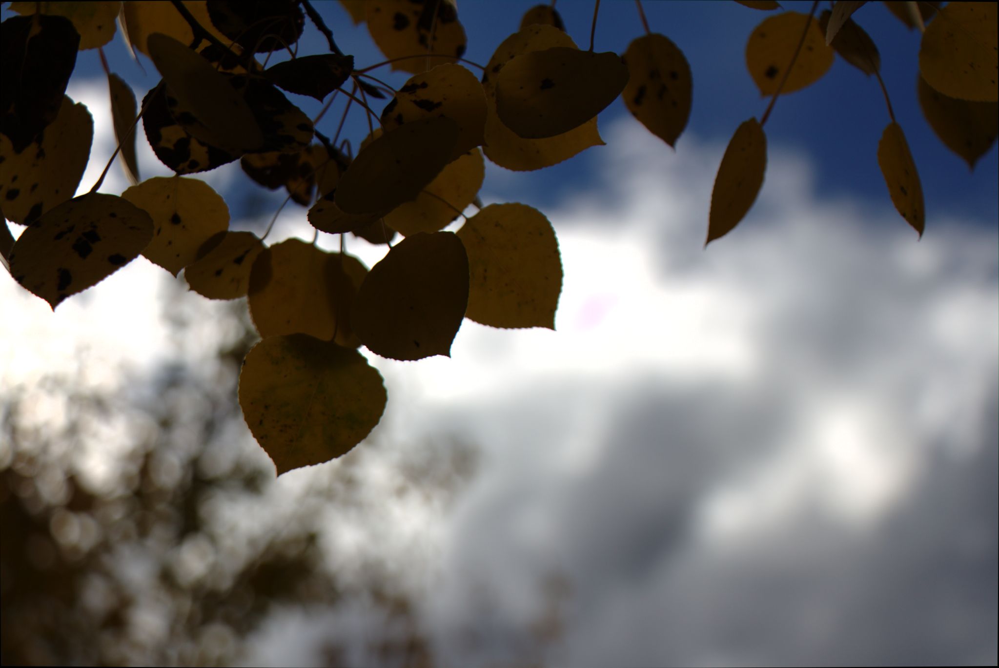 Fall Colors at Golden Gate Canyon State Park