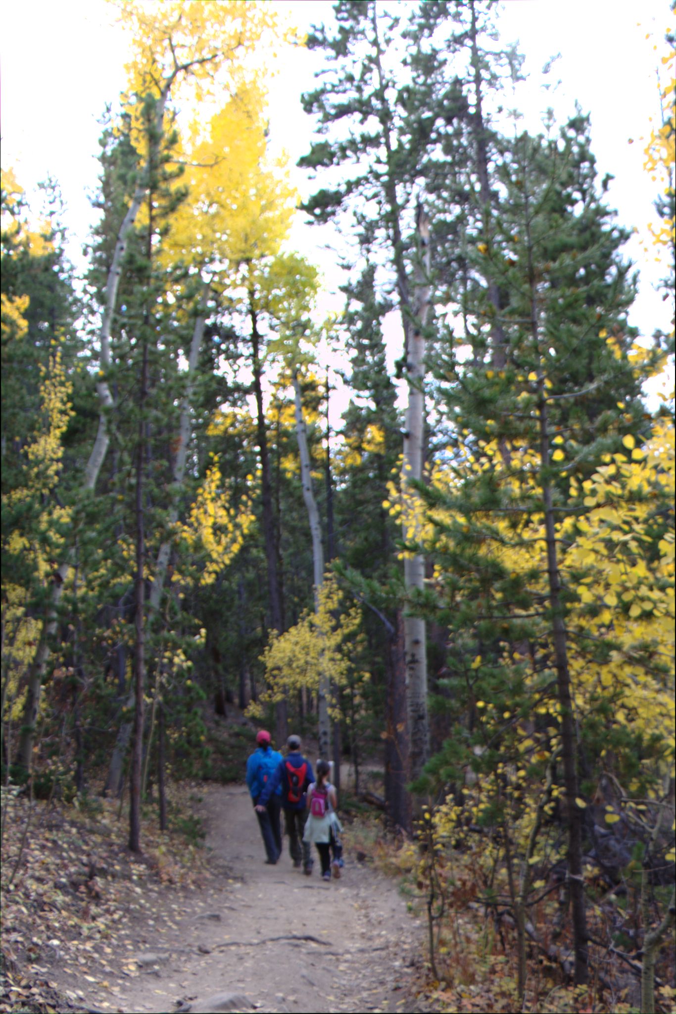 Fall Colors at Golden Gate Canyon State Park