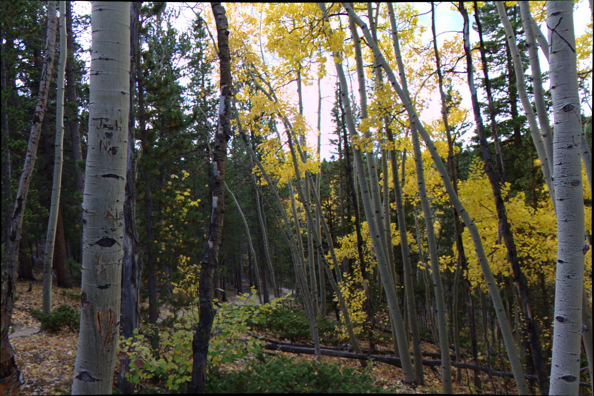 Fall Colors at Golden Gate Canyon State Park