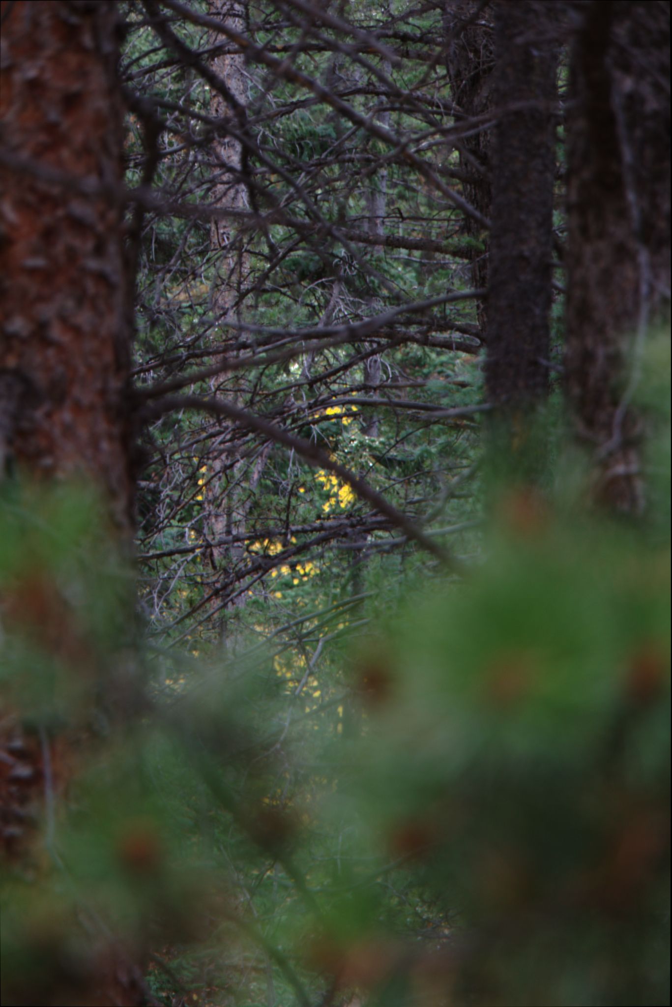 Fall Colors at Golden Gate Canyon State Park