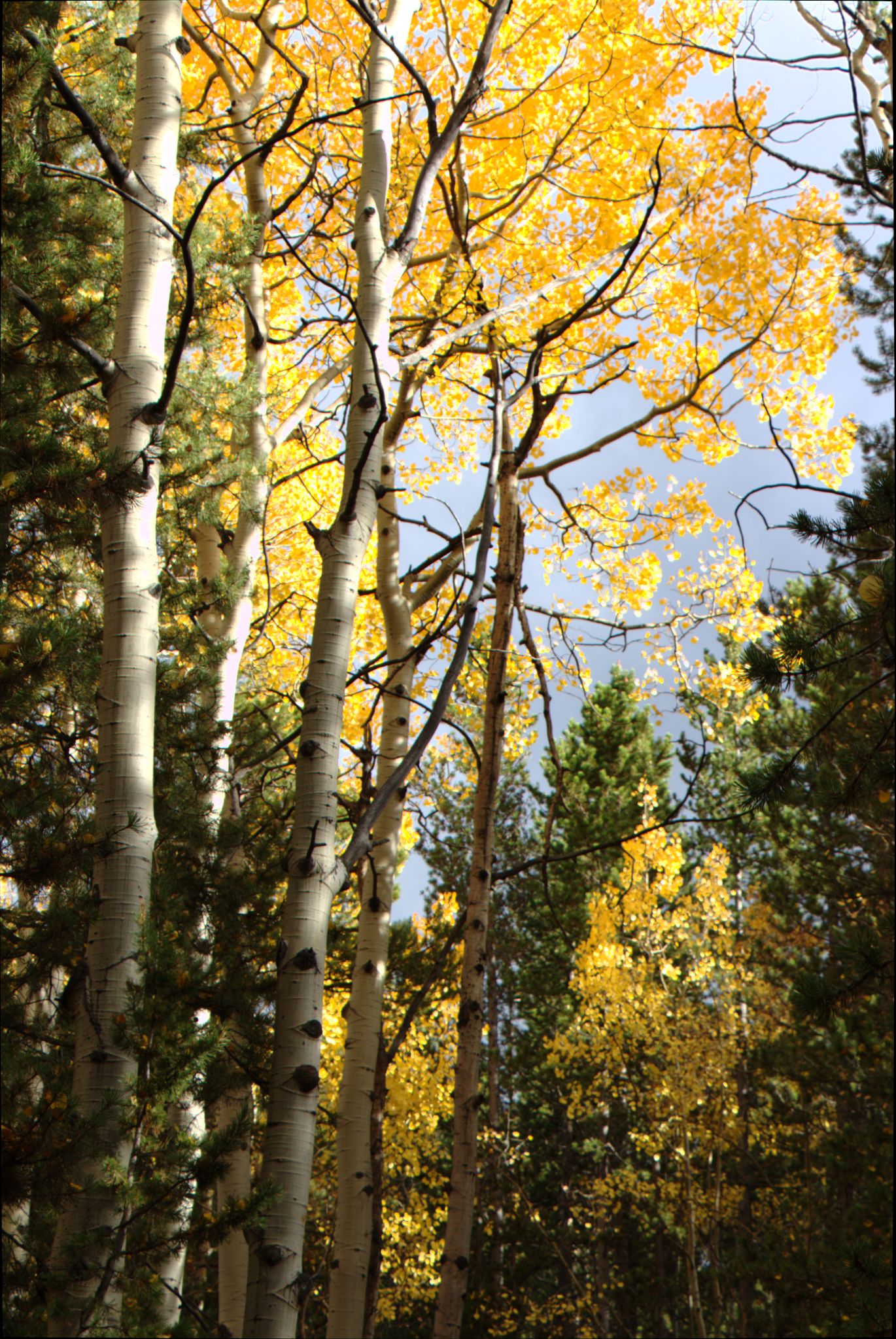 Fall Colors at Golden Gate Canyon State Park