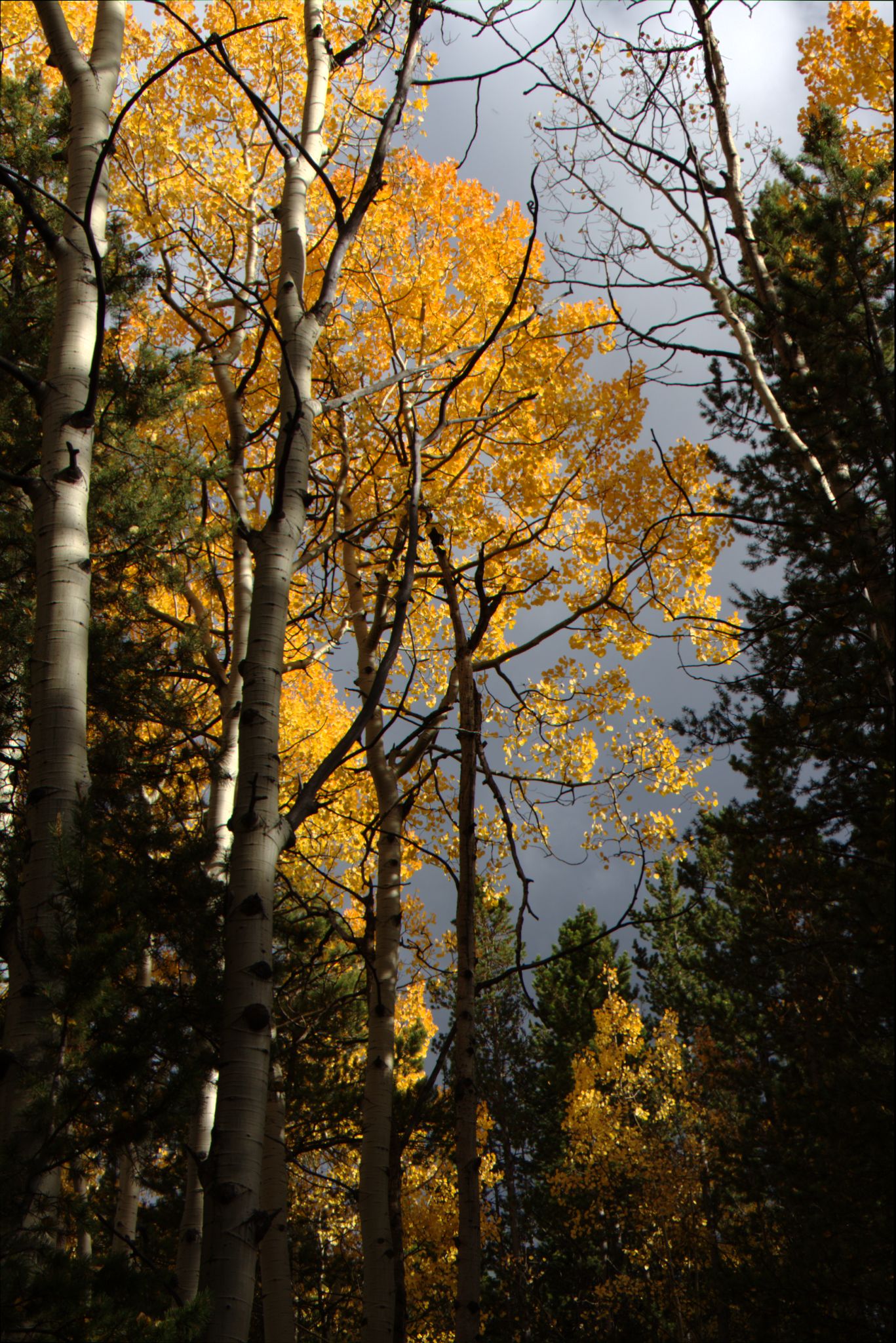 Fall Colors at Golden Gate Canyon State Park