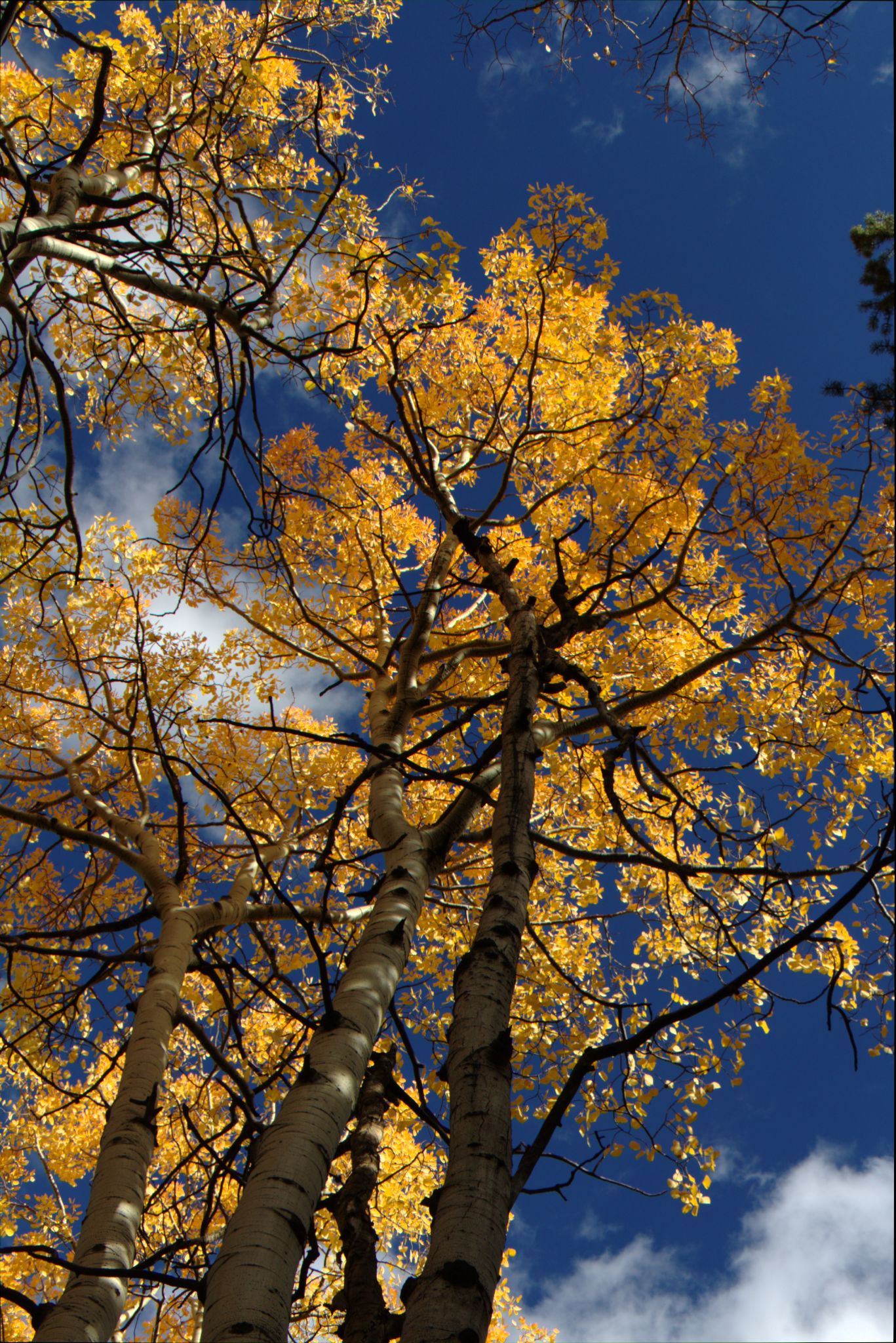 Fall Colors at Golden Gate Canyon State Park