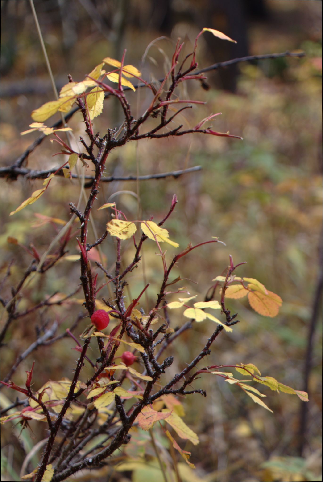 Fall Colors at Golden Gate Canyon State Park