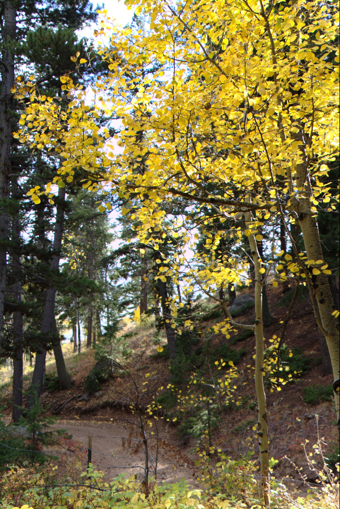 Fall Colors at Golden Gate Canyon State Park