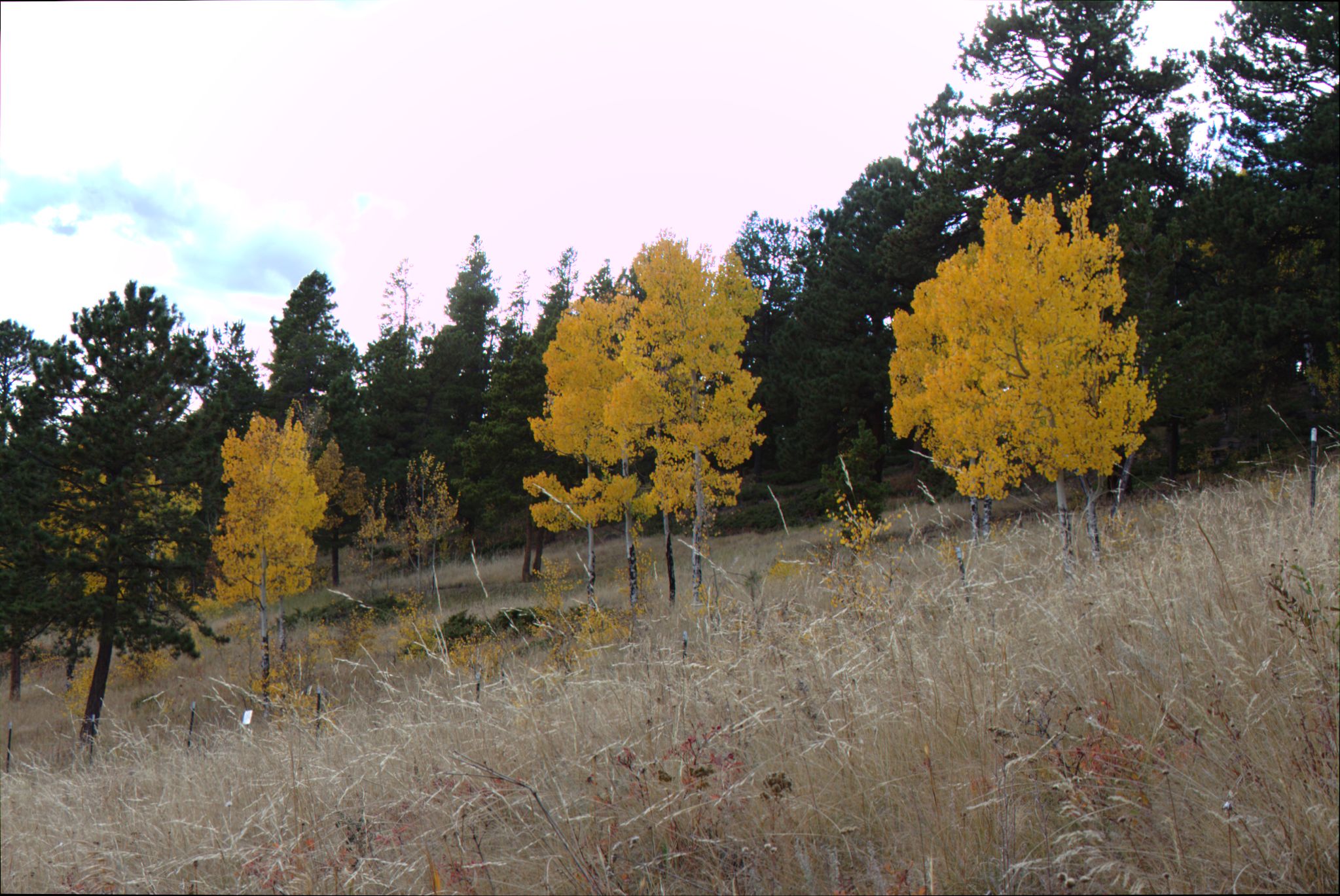 Fall Colors at Golden Gate Canyon State Park