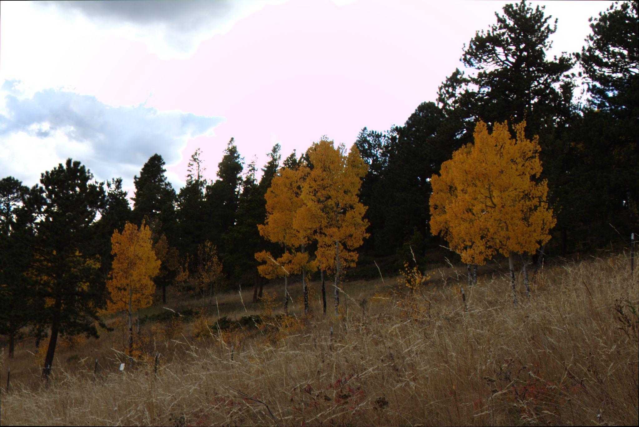 Fall Colors at Golden Gate Canyon State Park