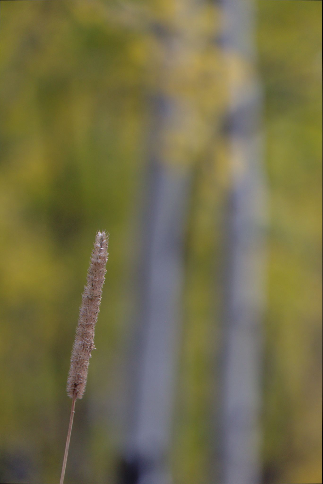 Fall Colors at Golden Gate Canyon State Park