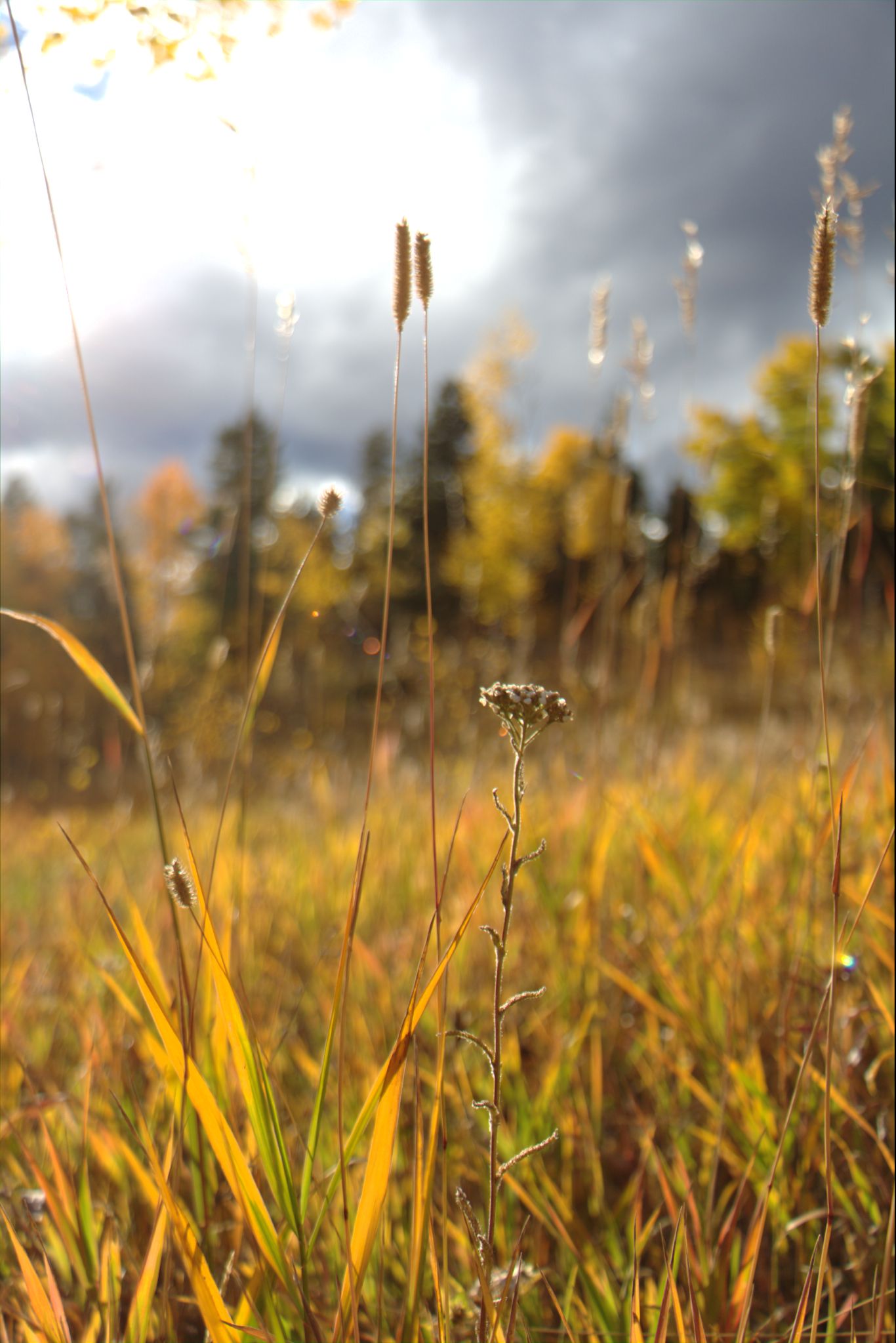 Fall Colors at Golden Gate Canyon State Park