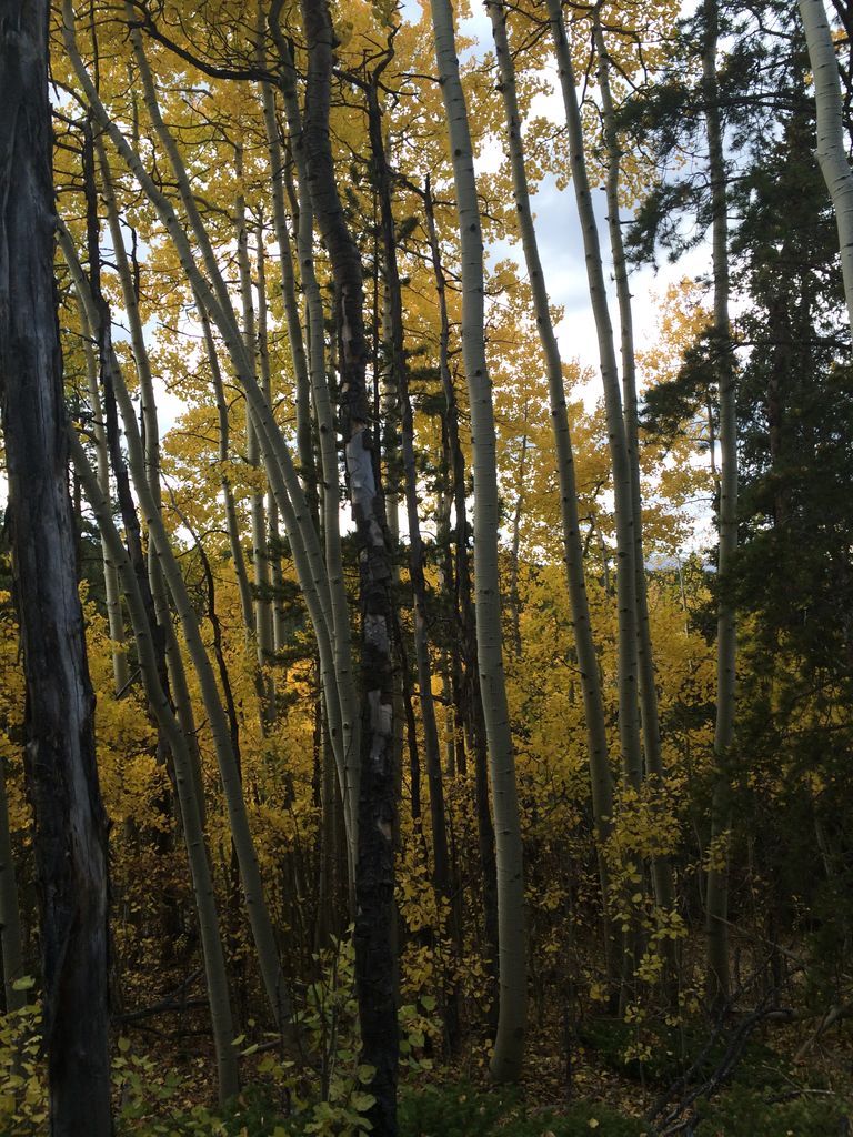 Fall Colors at Golden Gate Canyon State Park
