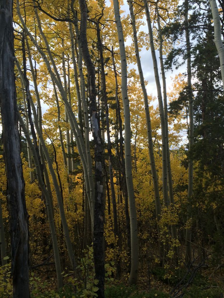 Fall Colors at Golden Gate Canyon State Park