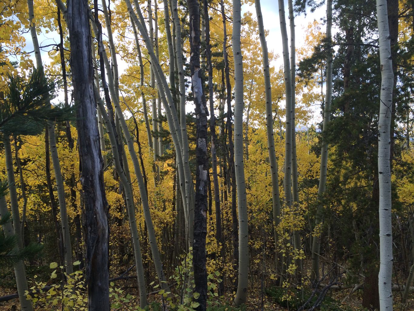 Fall Colors at Golden Gate Canyon State Park