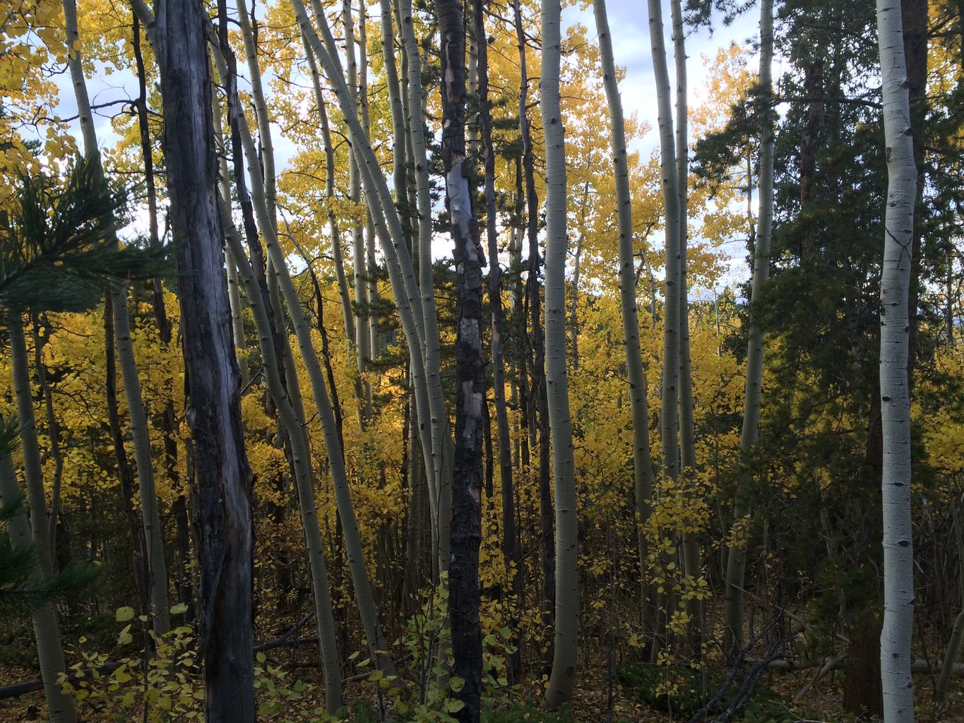 Fall Colors at Golden Gate Canyon State Park